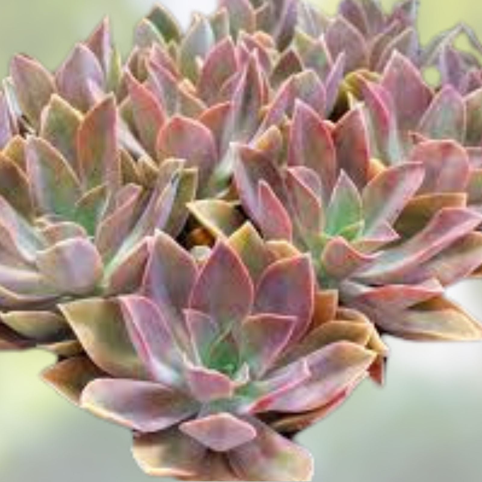 Graptoveria Fred Ives Succulent Plant - Rare Variety with 5 Large Leaves for Easy Propagation