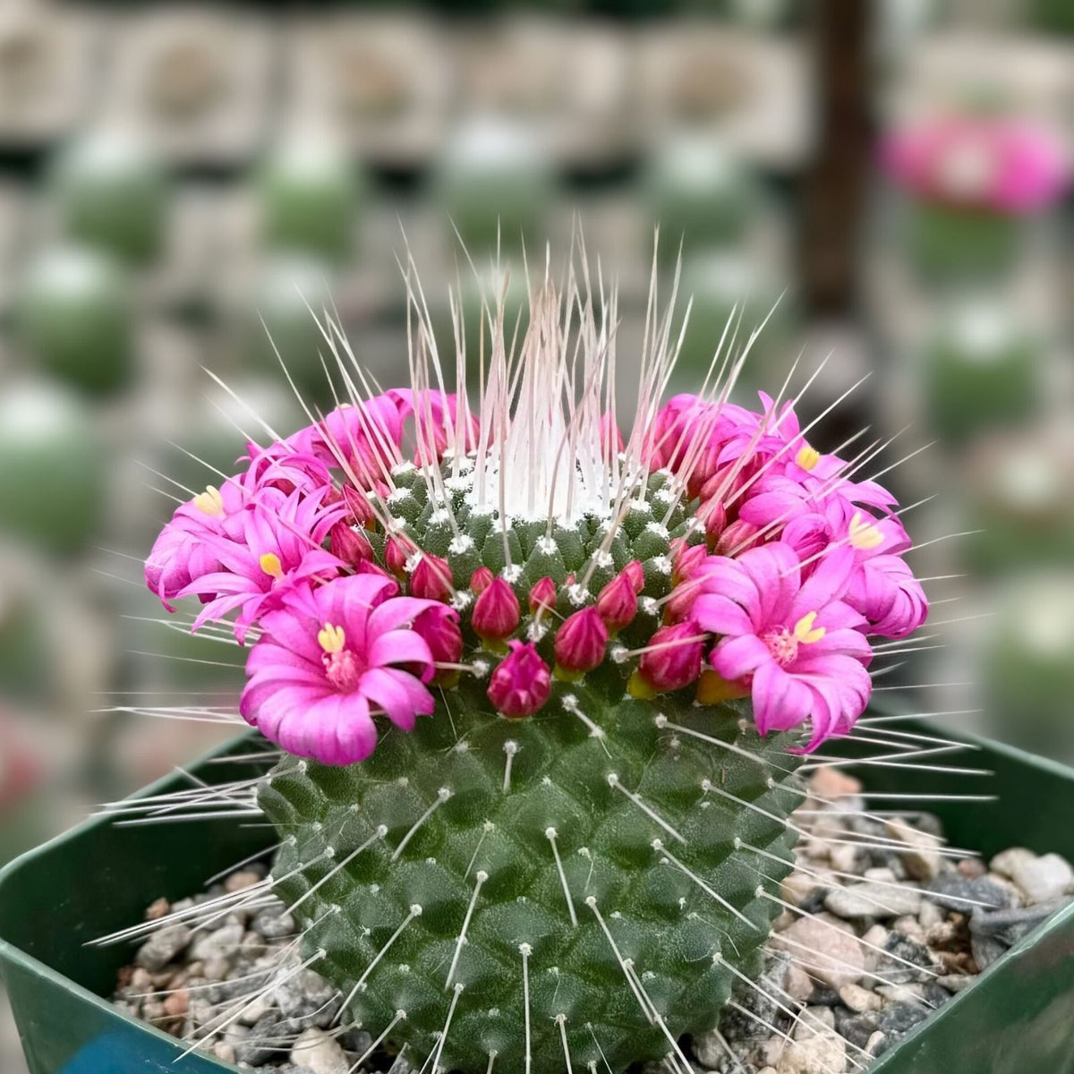Blooming Cactus 4" Pot Mammillaria spinosissima 'Un Pico' Magenta Flowers Distinctive Spines