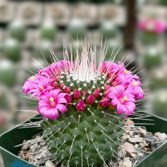 Blooming Cactus 4" Pot Mammillaria spinosissima 'Un Pico' Magenta Flowers Distinctive Spines