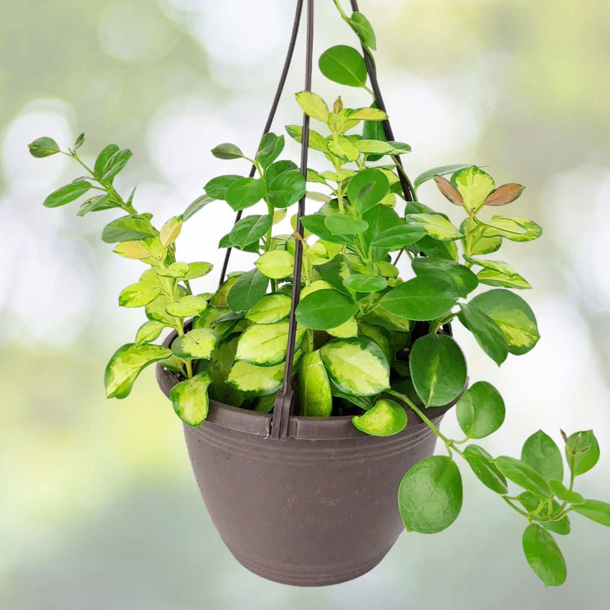Hoya Australis Plant 6in Hanging Basket Pot, White Flowers, Easy Care Tropical Indoor Vine (Hoya australis)