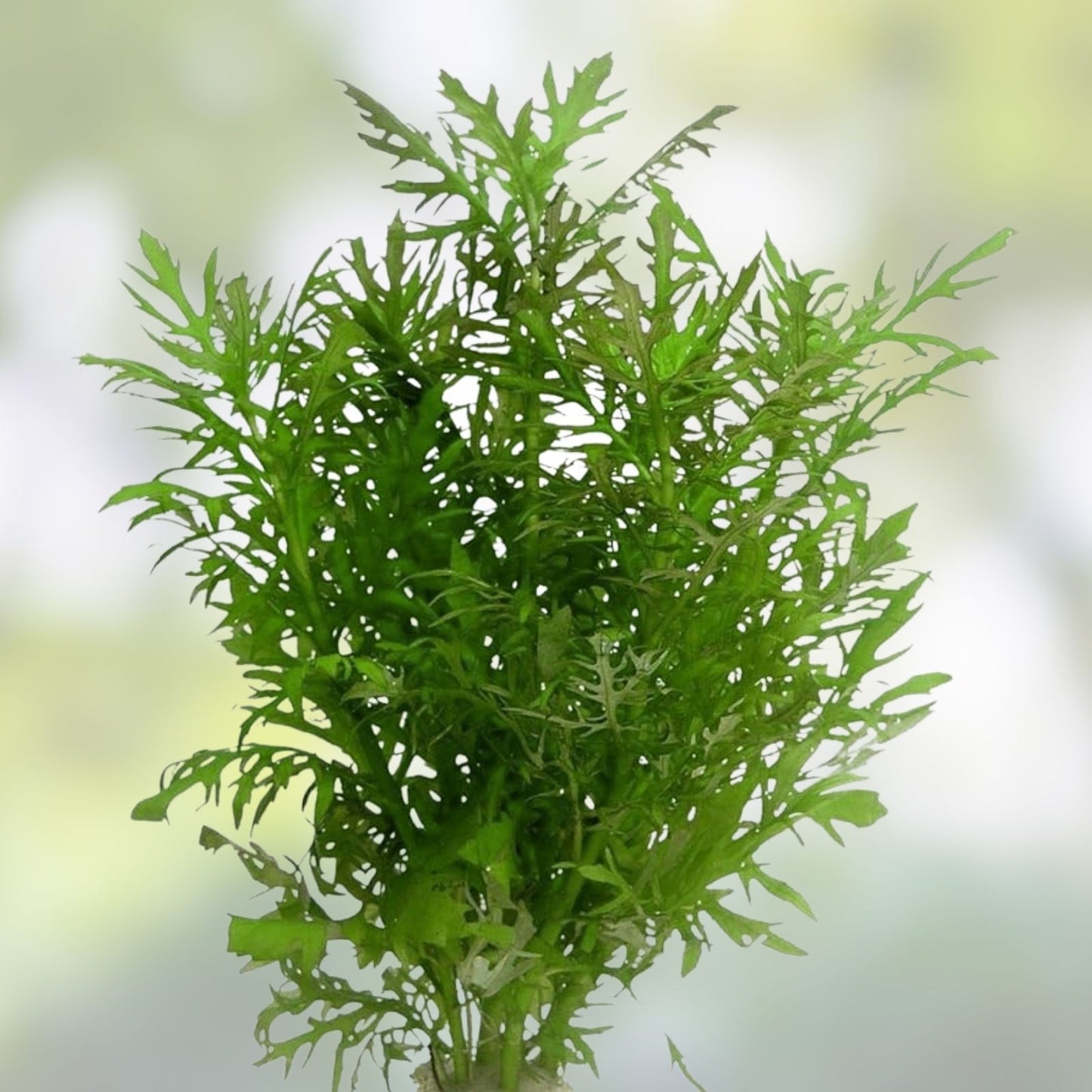 Aquarium Water Grass Seeds 100+ | Lush Fish Tank Plant | Aquatic Plants for Freshwater Aquarium - Hygrophila difformis