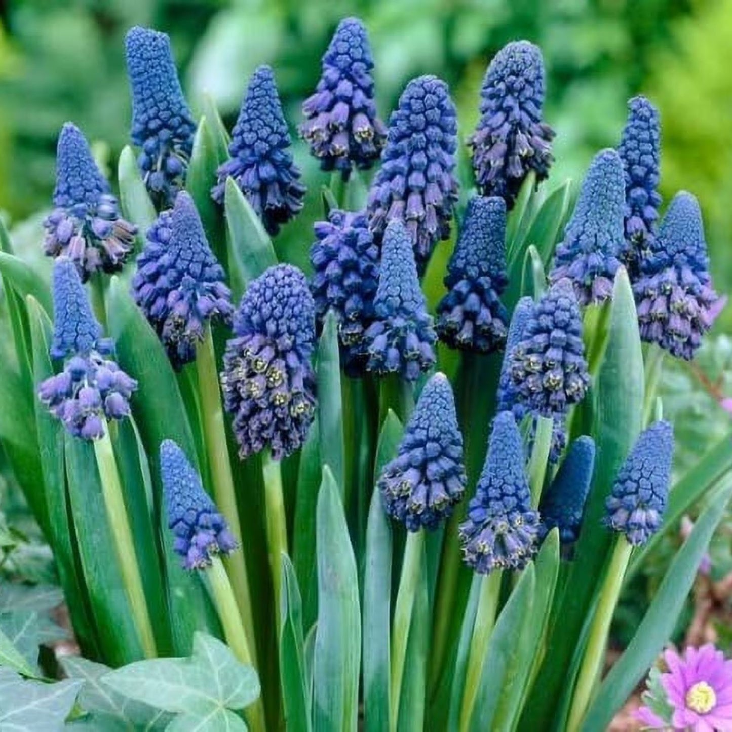 Grape Hyacinth Bulbs 10-Pack Blue Muscari armeniacum Spring Blooming Flower Plant for Garden Decor