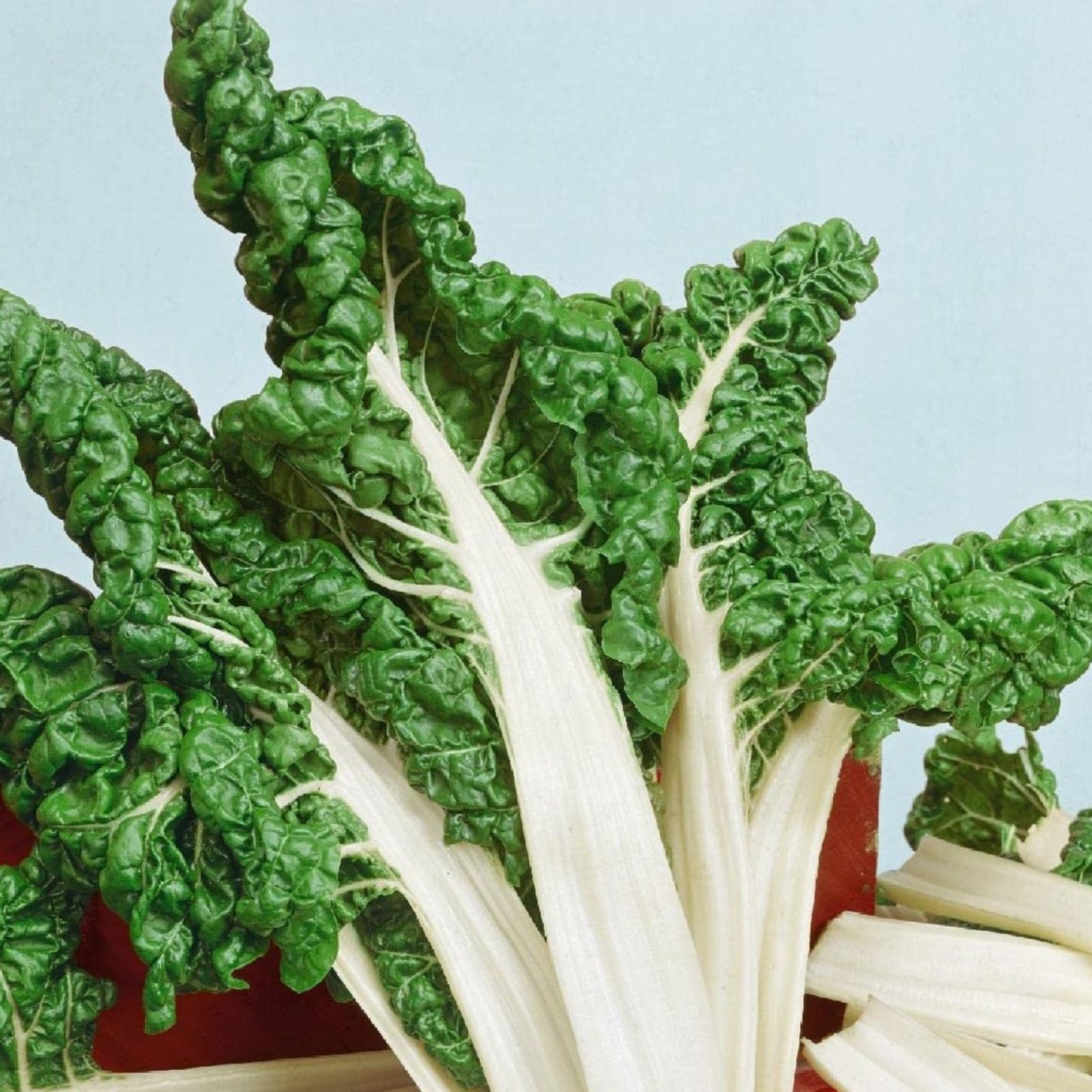 Swiss Chard Seeds, Large White Ribbed Heirloom, 25+ Seeds, Tasty Crisp Leaves, Beta vulgaris subsp. cicla
