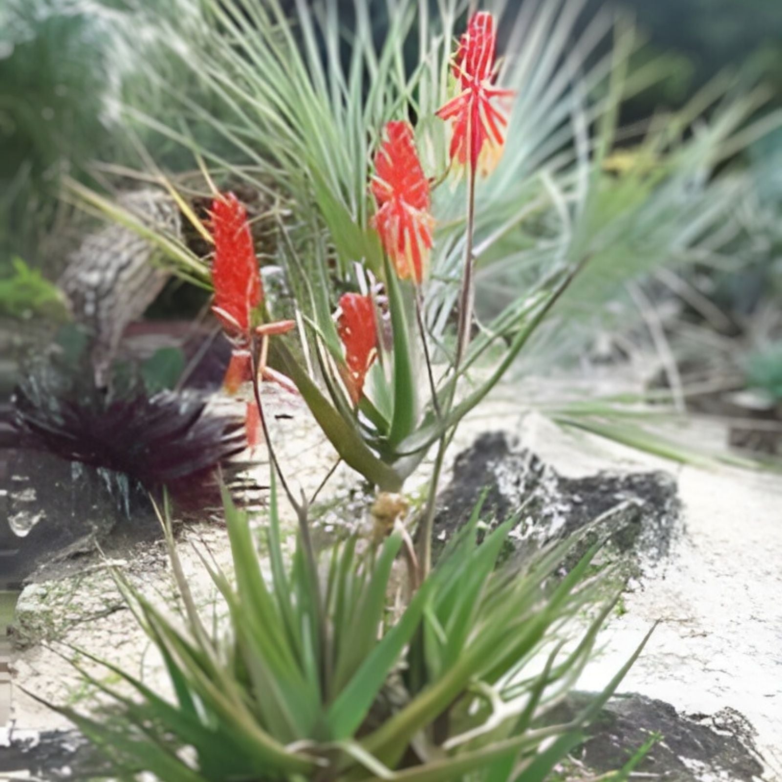 Torch Aloe Cuttings Lot of 6 | Candelabra Aloe | Aloe arborescens | Easy to Grow Succulents