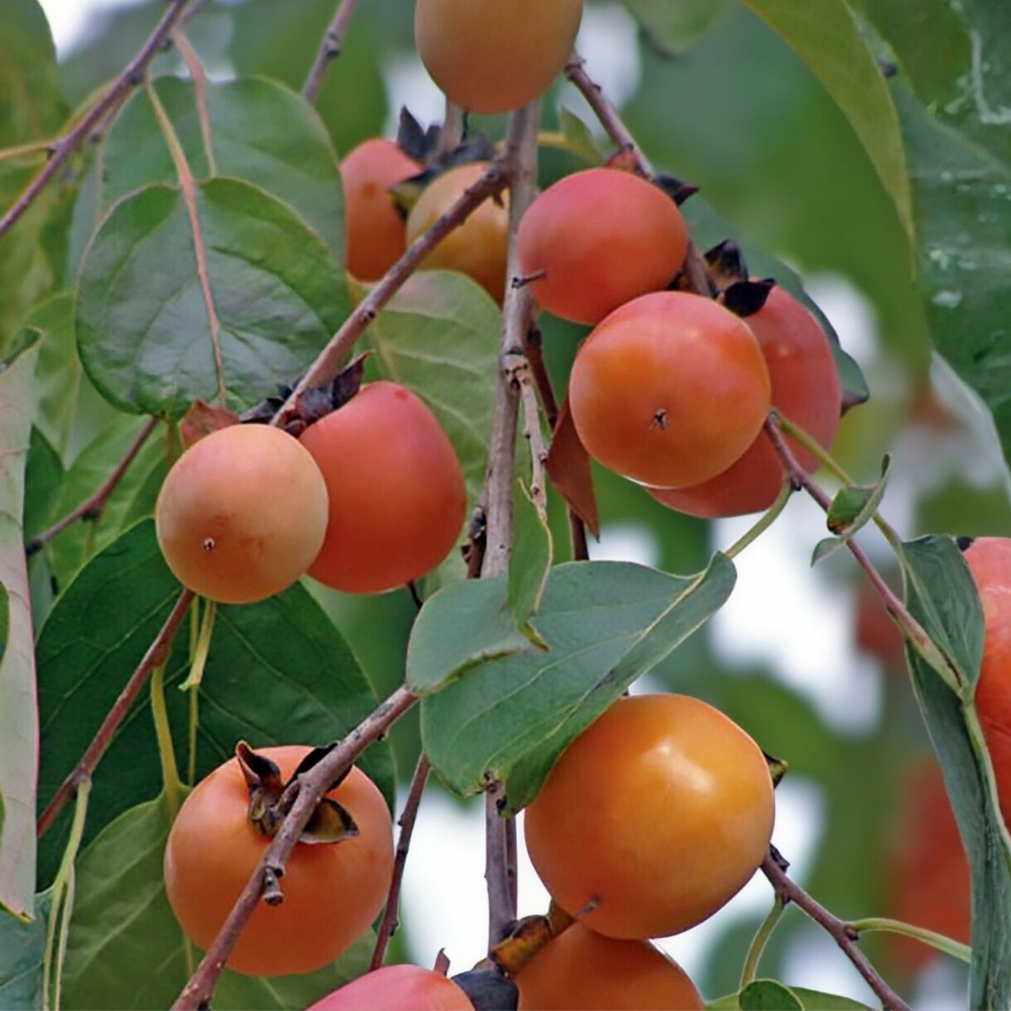 American Persimmon Live Starter Plant 12-16 Inches, Diospyros virginiana, Edible Fruit, Wildlife Food, Fast Growing Tree