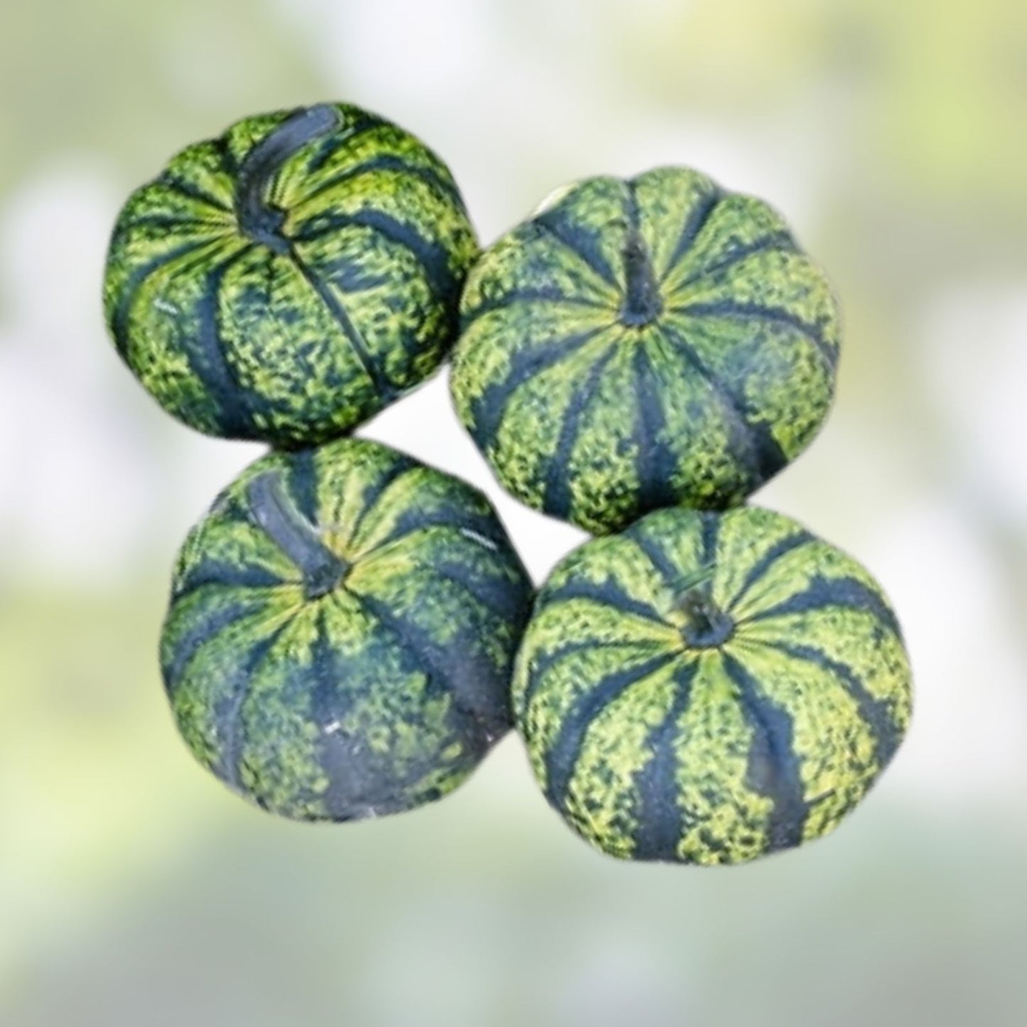 Giant Round Gourd Seeds 10 Bushel Pack | Cucurbita maxima | Fall Decor & Planting | Large Ornamental Gourds