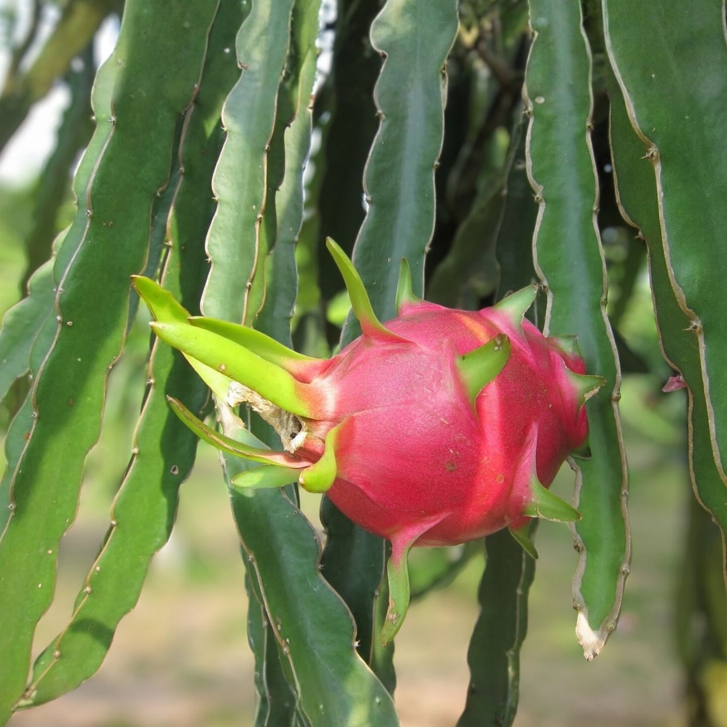 Dragon Fruit Cuttings 7” Red Flesh Self Pollinating – Hylocereus undatus – 2 Pcs Fresh Planting Clippings