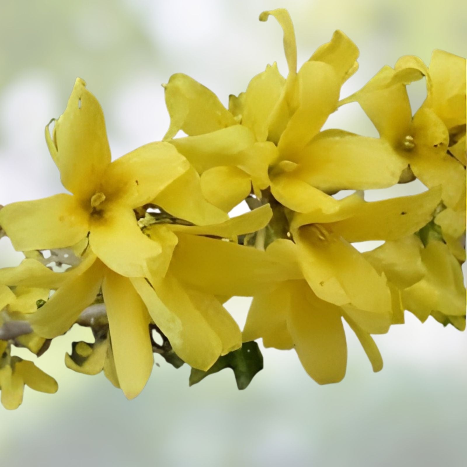 Forsythia Rooted Cuttings – 5 Fast Growing Plants – Bright Yellow Blooms – Forsythia x intermedia 'Mindor'