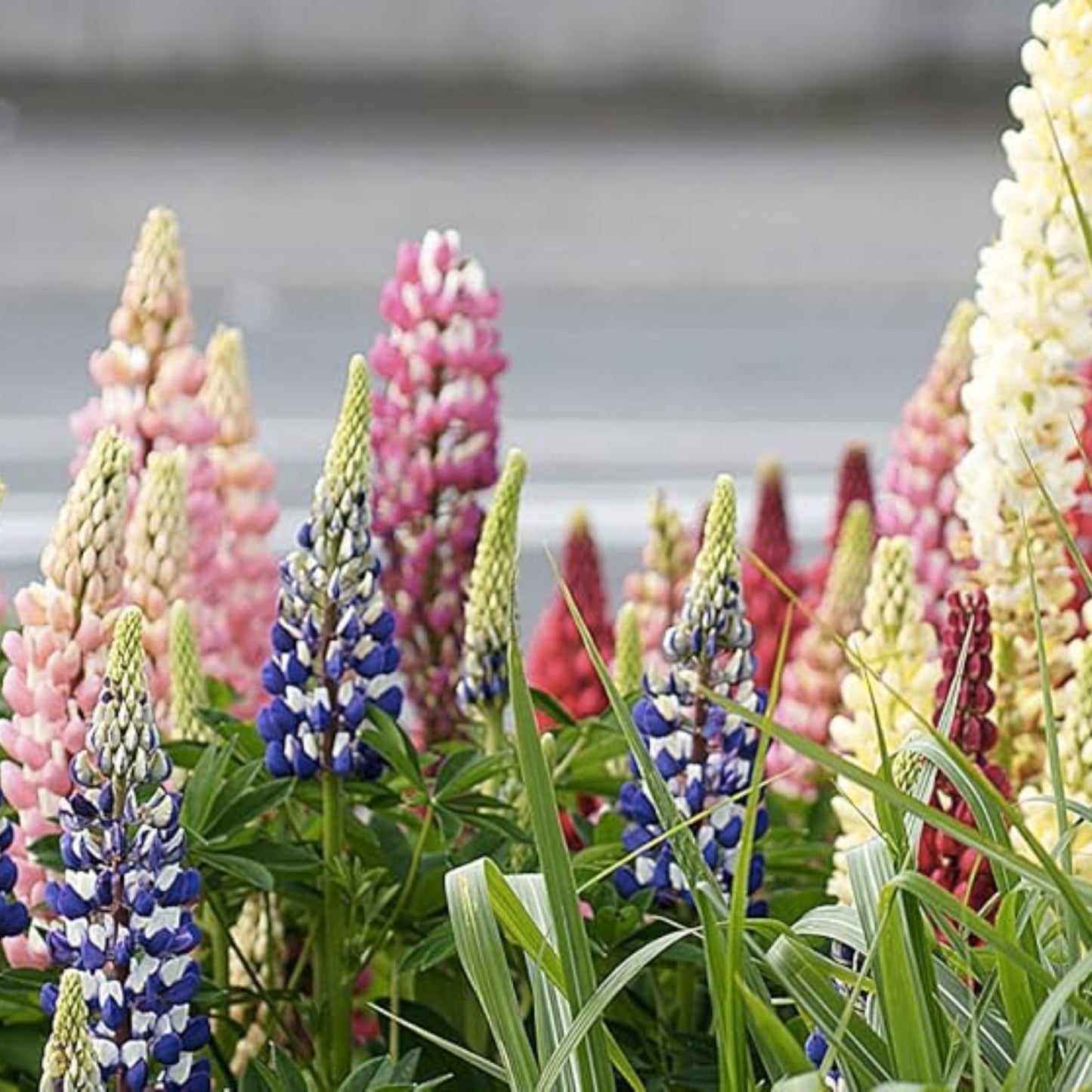 Giant Lupine Seeds 20+ Pack - Exotic Flower Variety - Lupinus polyphyllus - Perennial Garden Flower Seeds
