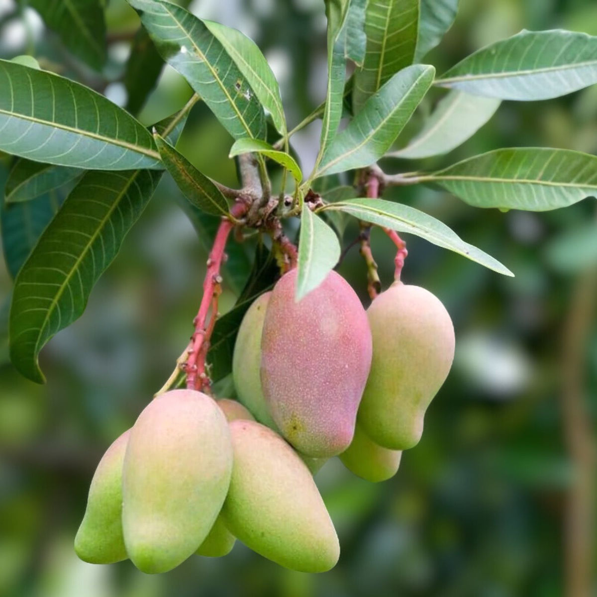 Grafted Valencia Pride Mango Tree 2-3 Feet - Mangifera indica, 3 Gallon Pot, Ideal for Home Gardens