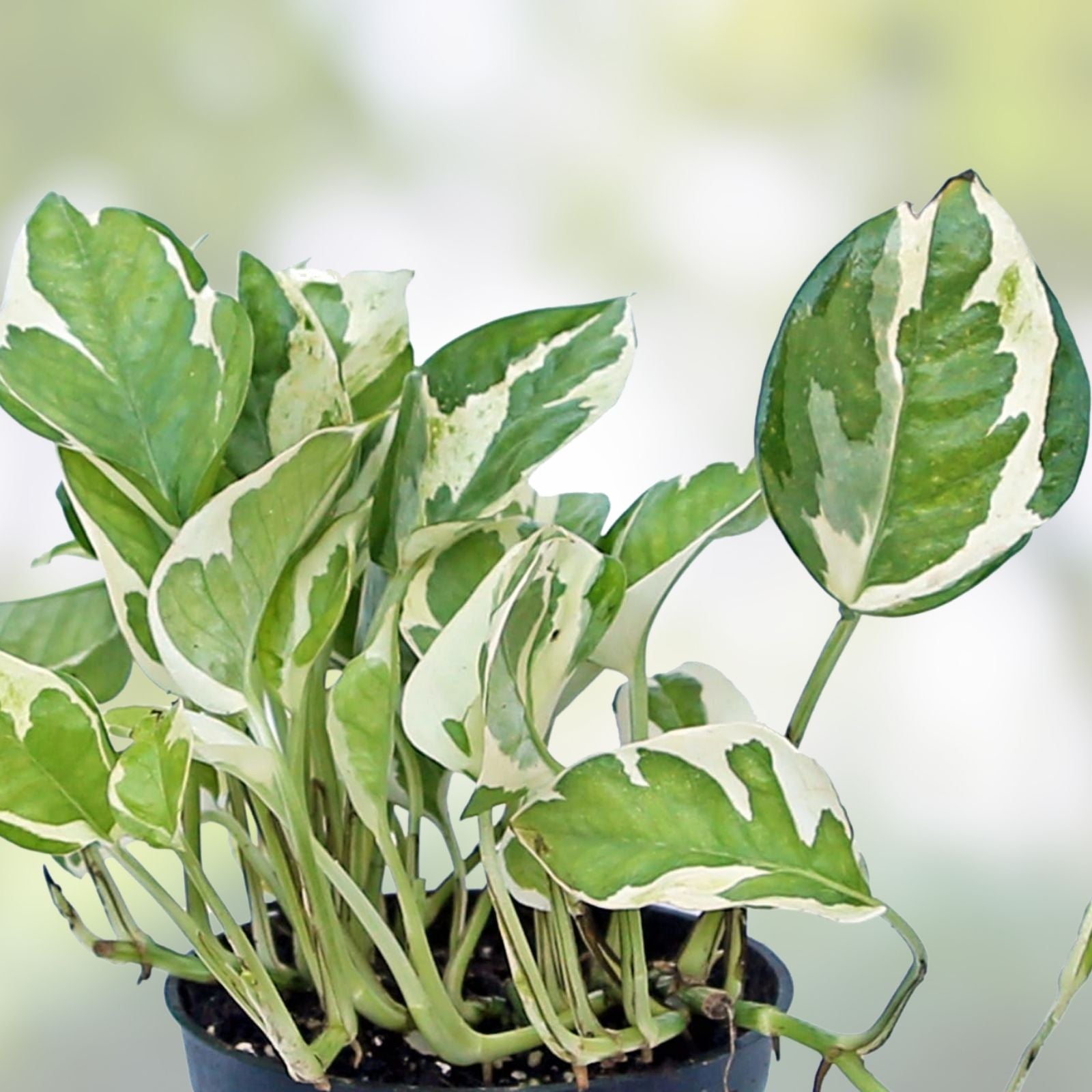 Pothos Cuttings 3 Pearls and Jade Variegated Devil's Ivy Indoor House Plant Epipremnum aureum