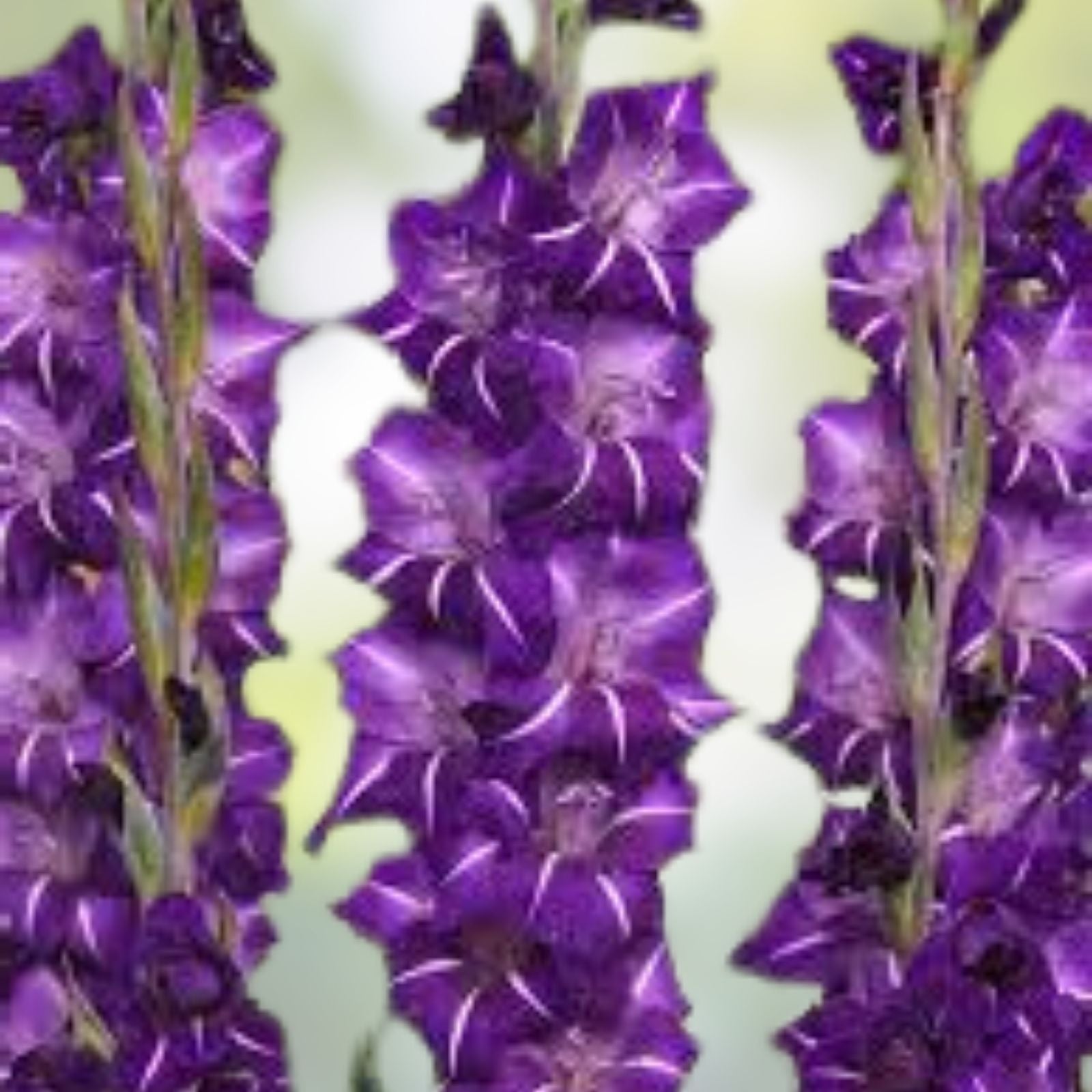 Gladiolus Bulbs 12-14cm Purple Flora Tall Sword Lily Garden Flower Bulbs Velvety Blooms