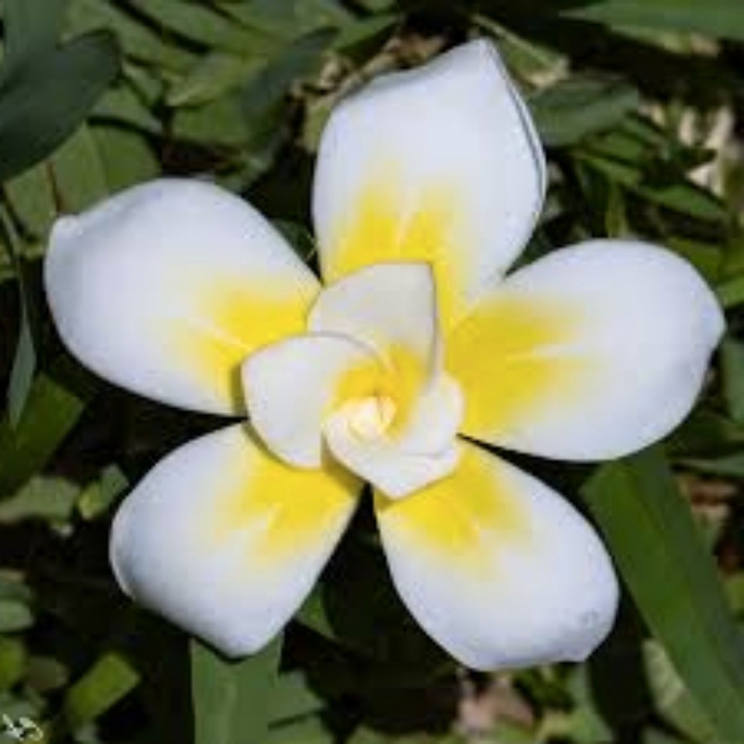 Rooted Plumeria Plant Cutting - Bali Whirl 10-Petal Fragrant Flowering Plant - Plumeria spp,