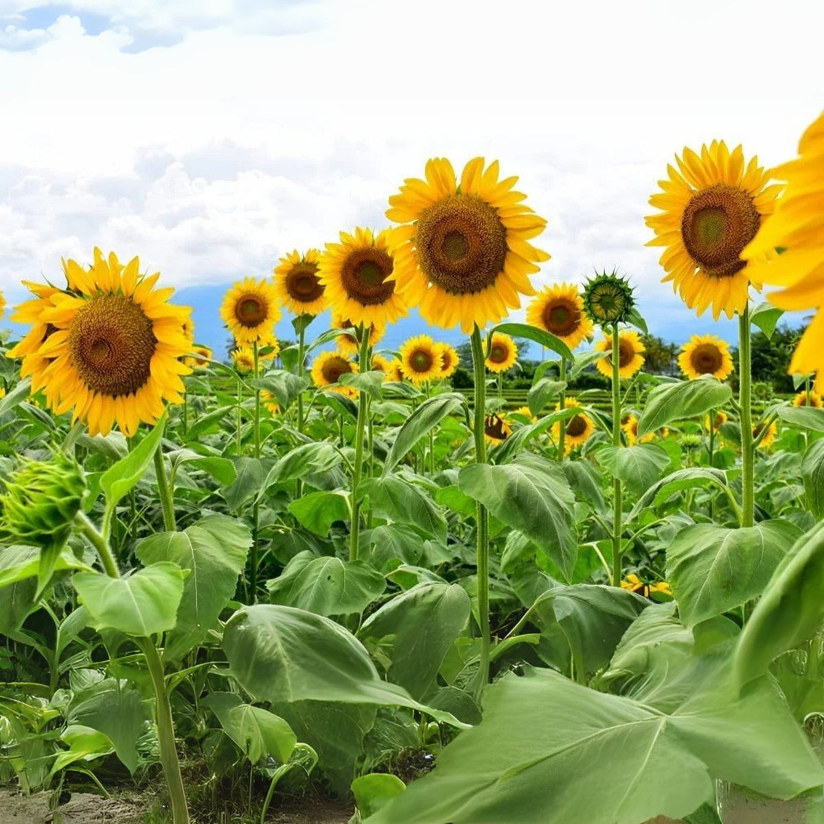 Mammoth Sunflower Seeds - 250+ Seeds for Planting - Giant Sunflower - Helianthus annuus