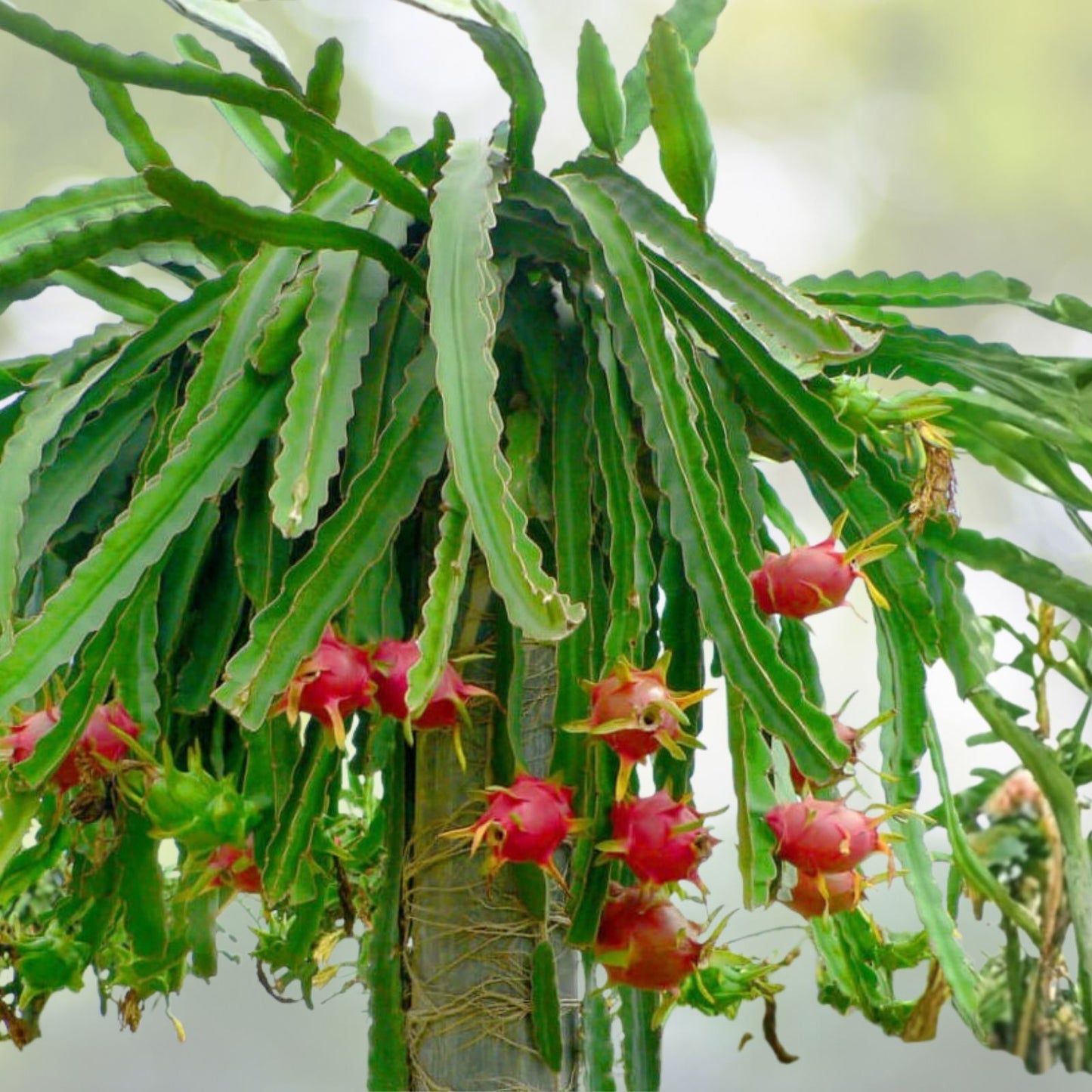 Fresh Dragon Fruit Cuttings – 8 to 12 inches – Multiple Varieties – Hylocereus spp. – Edible Cactus Plant Propagation
