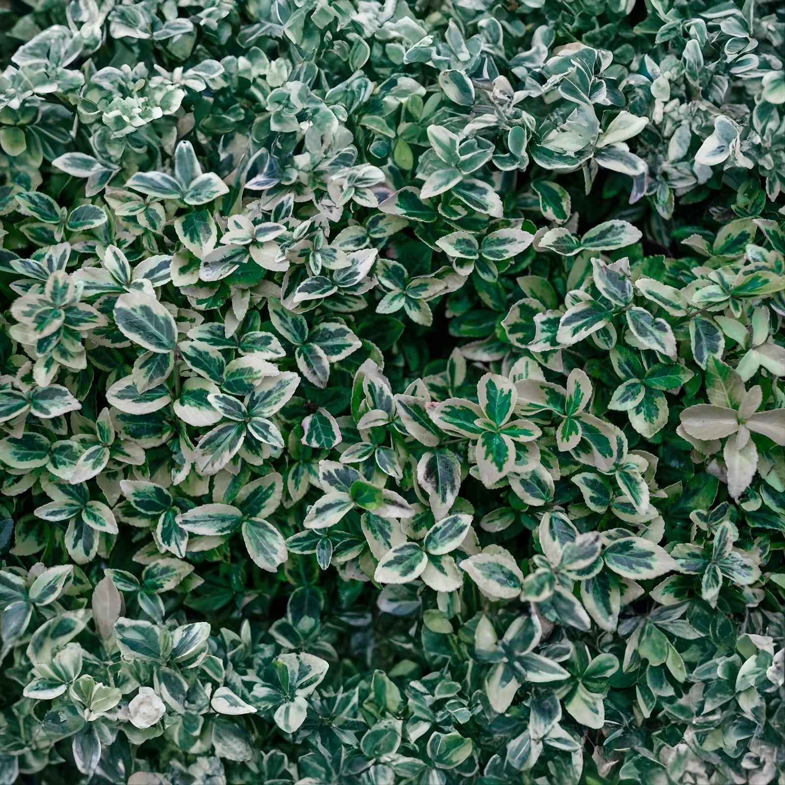 Wintercreeper Cuttings Set of 12, Euonymus fortunei Unrooted Ground Cover Vine, Easy to Root Perennial Planting Material