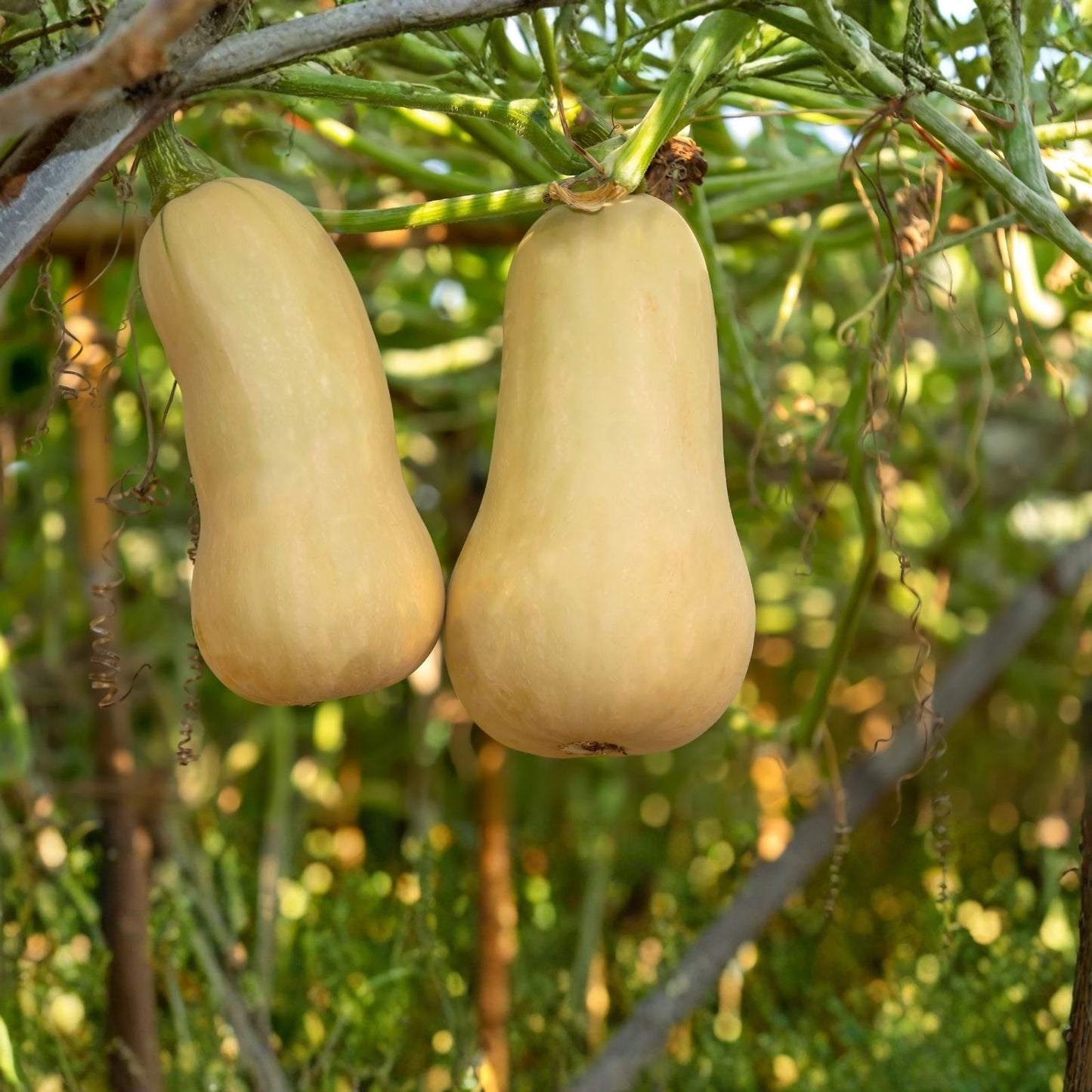 Butternut Squash Seeds 10 Pack Winter Squash Cucurbita moschata Organic Vegetable Seeds