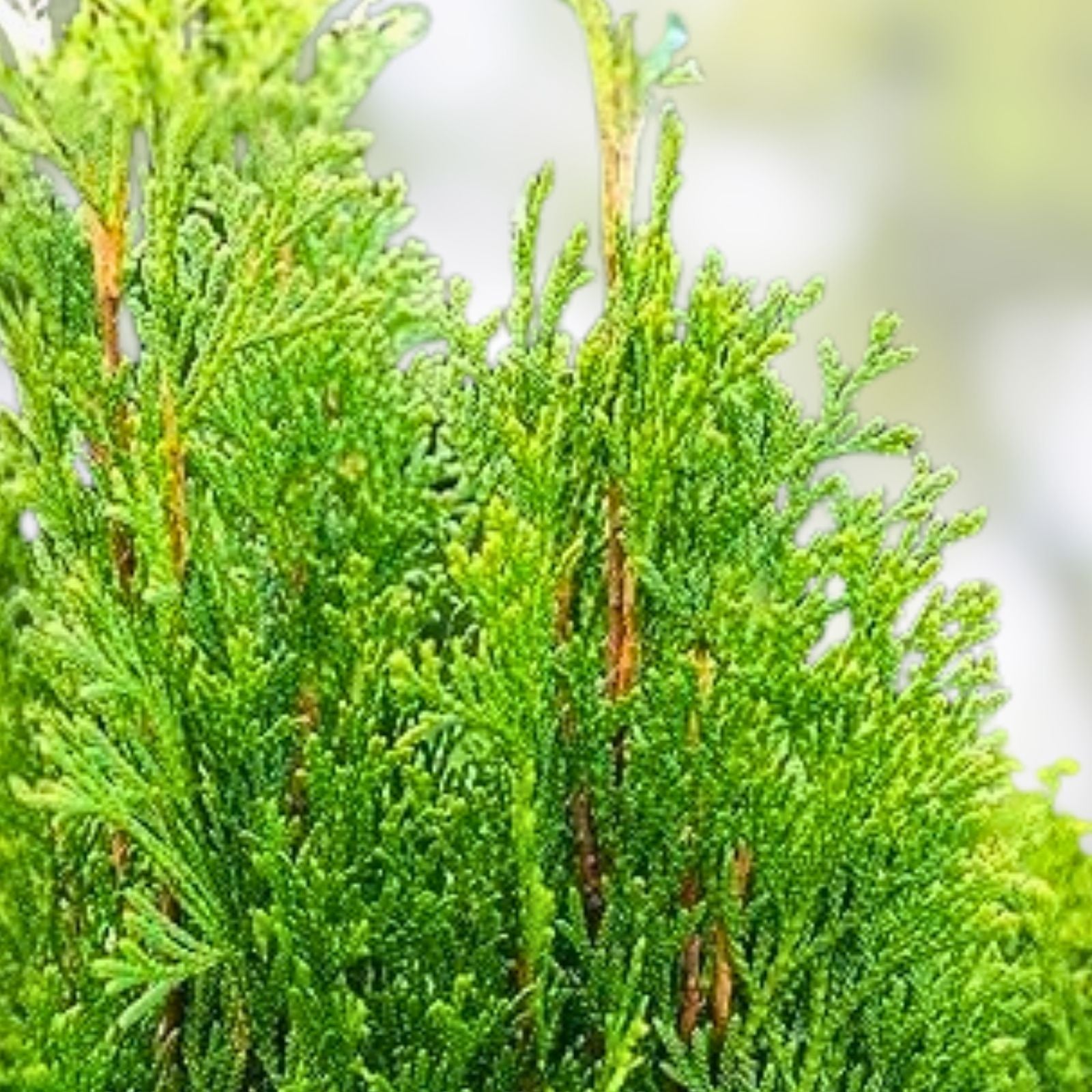 Emerald Green Arborvitae Live Bare Root Plant – Thuja Occidentalis – Hedge and Privacy Screen Plant