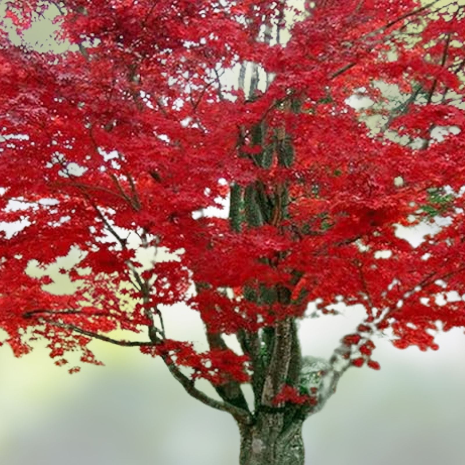 Red Maple Live Bare Root Plant 16-24 Inches, Acer rubrum, Vibrant Red Foliage, Hardy Zones 4-9, Spring Color Tree