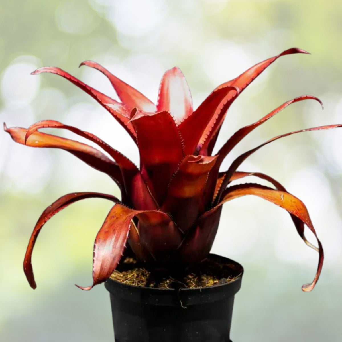 Bromeliad Plant 6" Pot Hohenbergia Novelties Pennae Dark Green Purple Foliage Unique Inflorescence