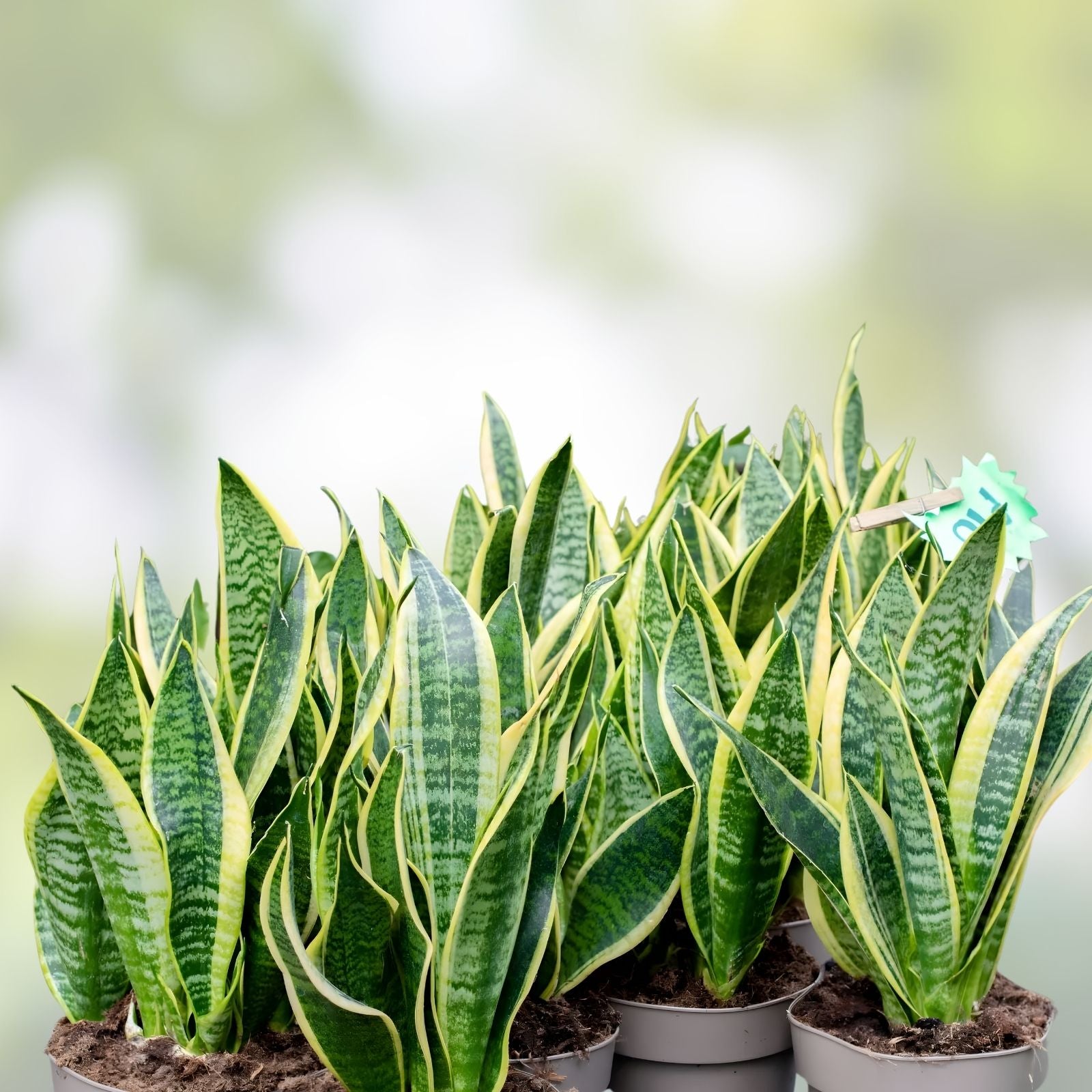 Live Snake Plant Cuttings with Roots – Sansevieria Trifasciata – Easy Indoor Plant Propagations for Home and Office