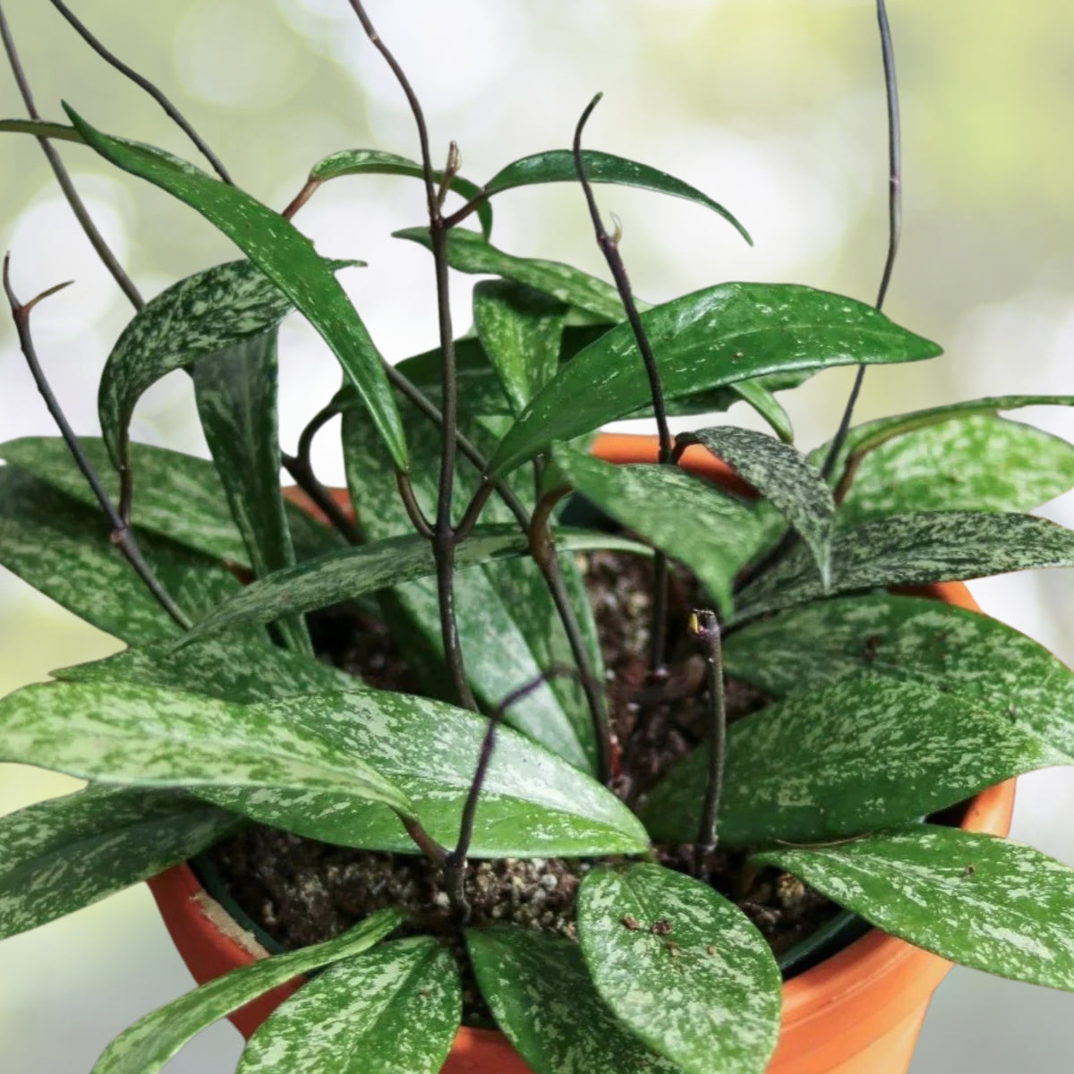 Hoya Publicalyx Splash Plant 3" Pot, Purple Flower, Wax Plant, Indoor Houseplant, Air Purifying, Easy Care, 8 Pack Lot