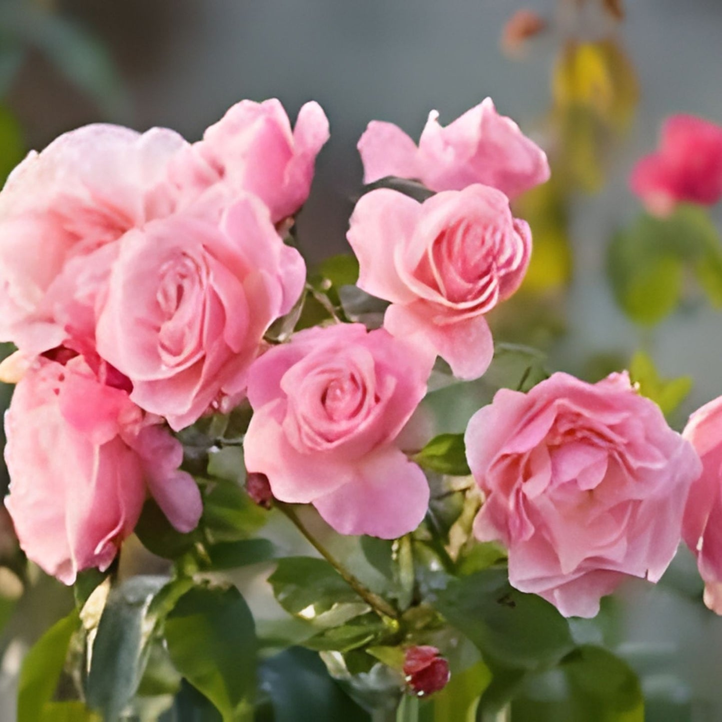 Frosty Pink Florabunda Rose Cuttings - 4 Rooting Garden Cuttings - Rosa 'Frosty Pink' - Pink Flowering Shrub