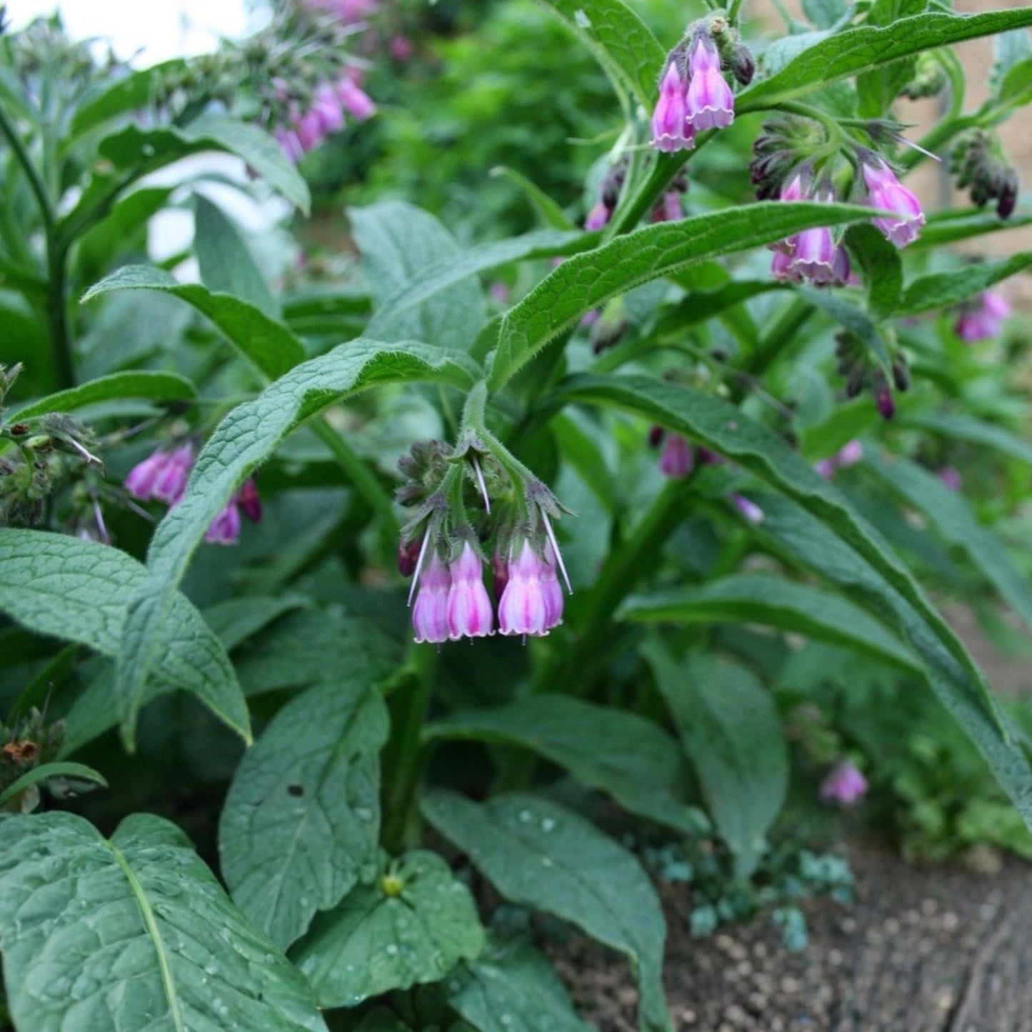 Comfrey Root Cuttings 5 Pack Russian Bocking 14 Symphytum × uplandicum 1-3 Inch Herbal Plant for Garden Fertilizer