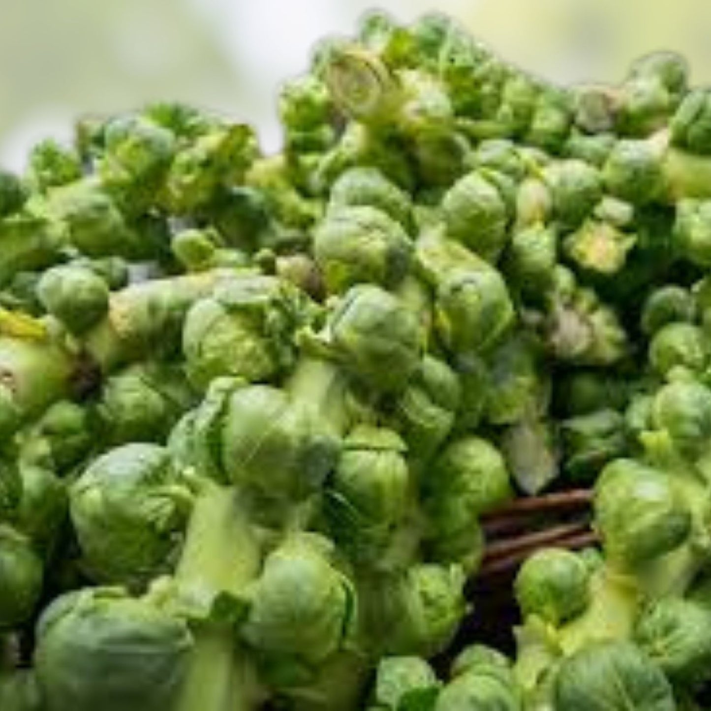 Brussels Sprout Seeds 500 Count Non-GMO Vegetable Garden Seeds GL Brassica oleracea var. gemmifera