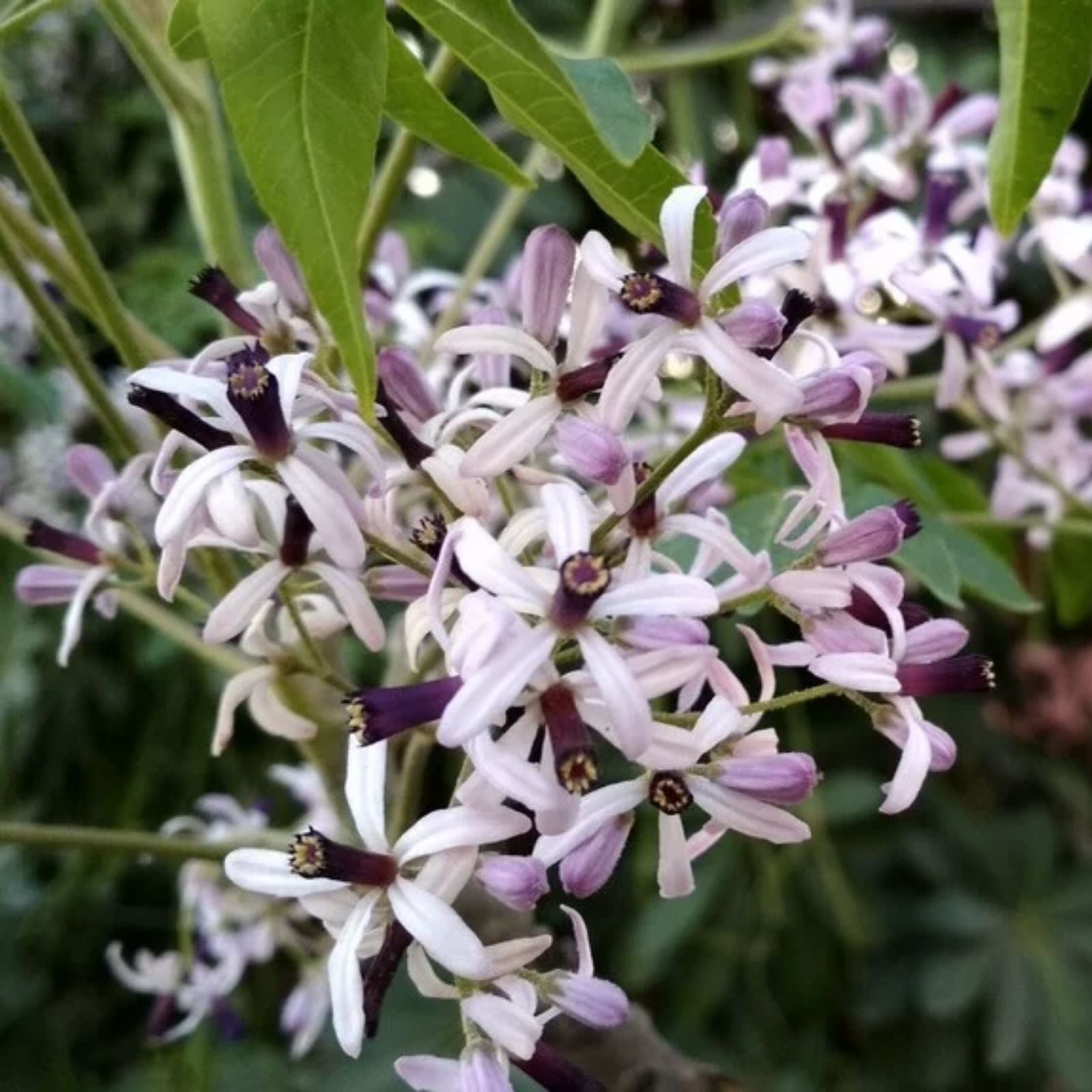 Chinaberry Tree Seeds 20 Pack - Melia Azedarach Pride Variety for Planting - Ornamental Tree Seeds