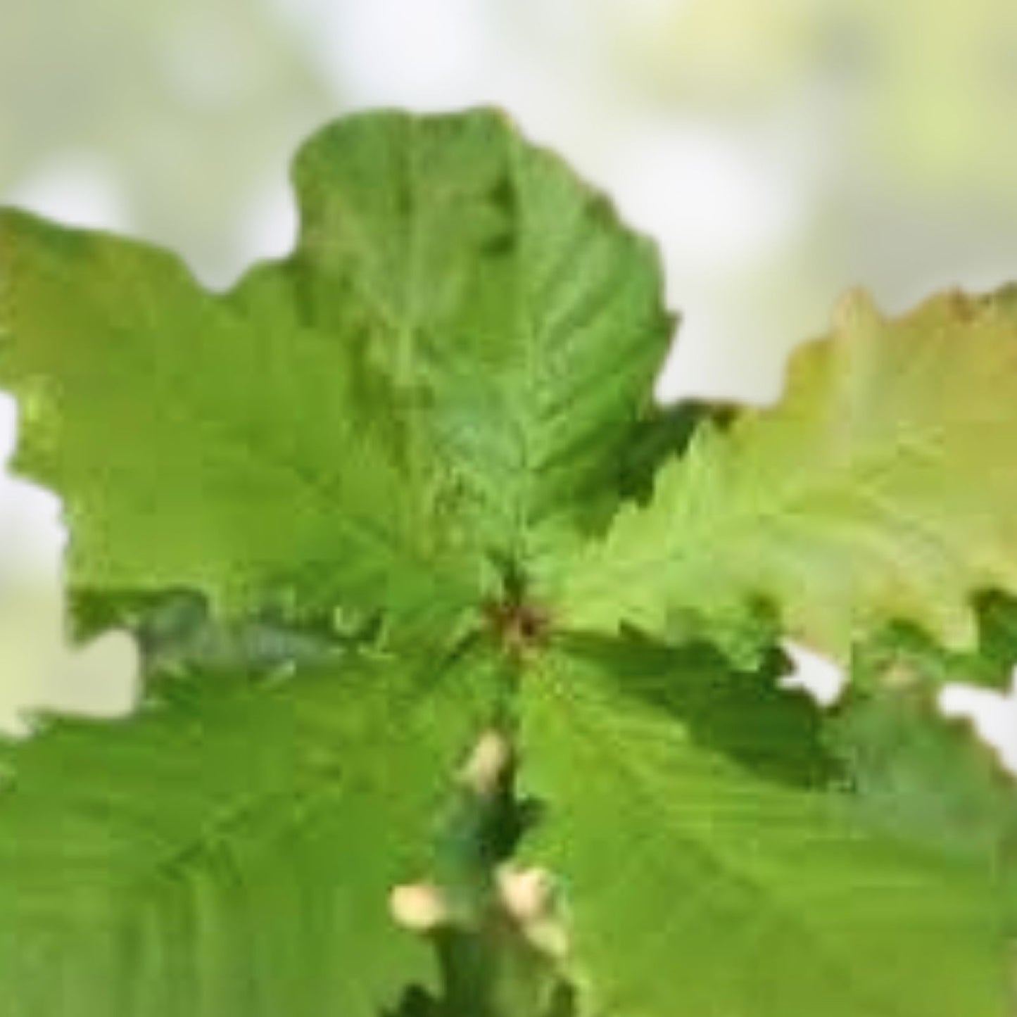 Swamp Chestnut Oak Tree Live Plant Set of 2 – 12-24" Quercus michauxii Bare Root Trees for Landscaping