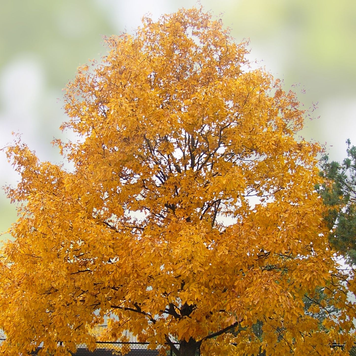 Mixed Hickory Tree Set of 2 - 8-12 Inch Live Carya spp. Starter Plants for Landscaping and Gardening