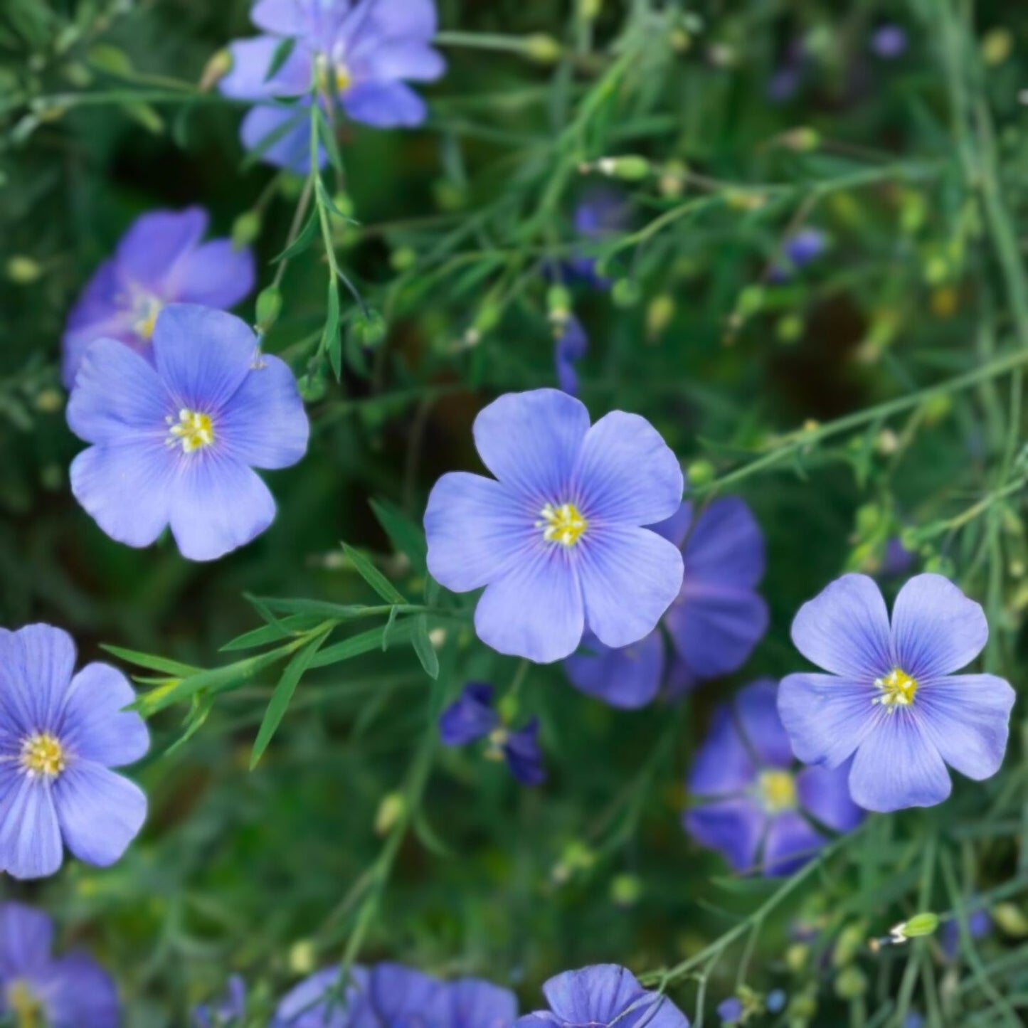 Blue Flax Seeds - 100 Pack - Perennial Easy-to-Grow Blooms - Linum perenne