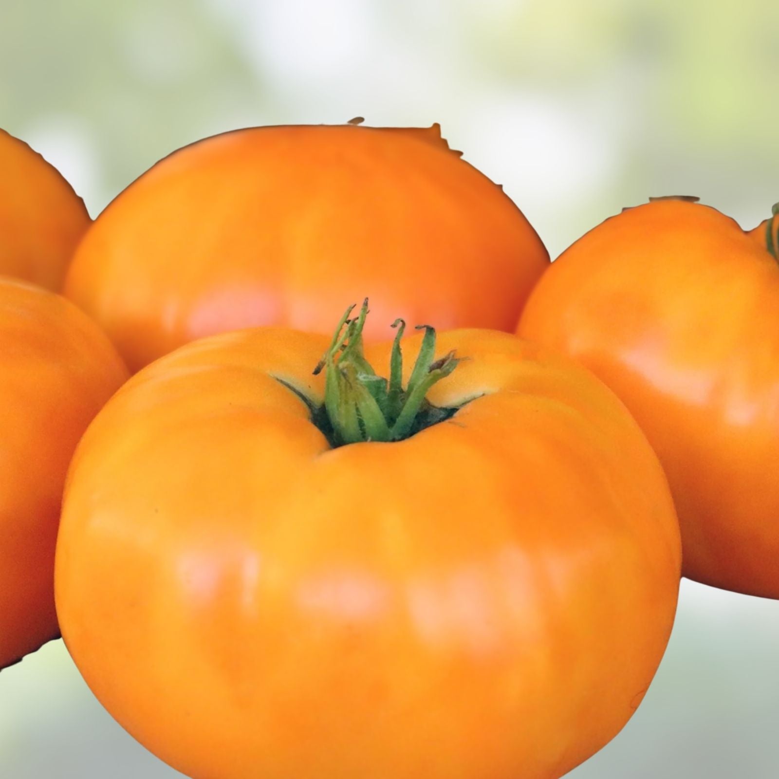 Kellogg's Breakfast Tomato Starter Plants - Set of 2 - Heirloom Variety - Lycopersicon esculentum - 4-6 inch seedlings