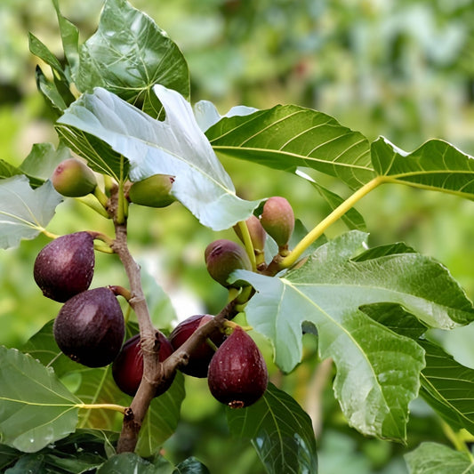 Fig Tree Cuttings 6 Pieces Ronde de Bordeaux Black Ficus carica Edible Fruit Plant Propagation
