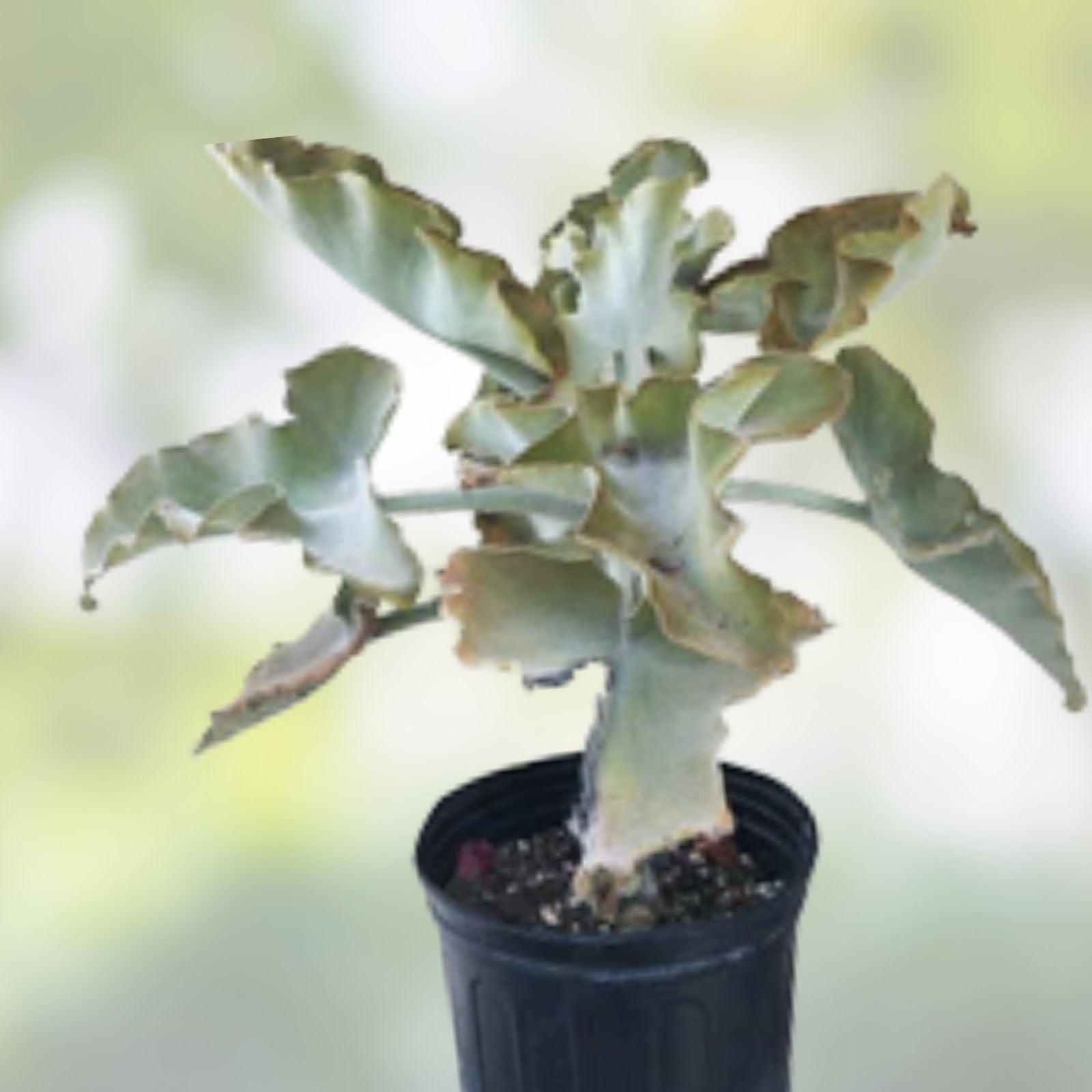 Kalanchoe Beharensis Velvet Elephant Ears Cuttings – Unique Succulent Plant for Home Decor