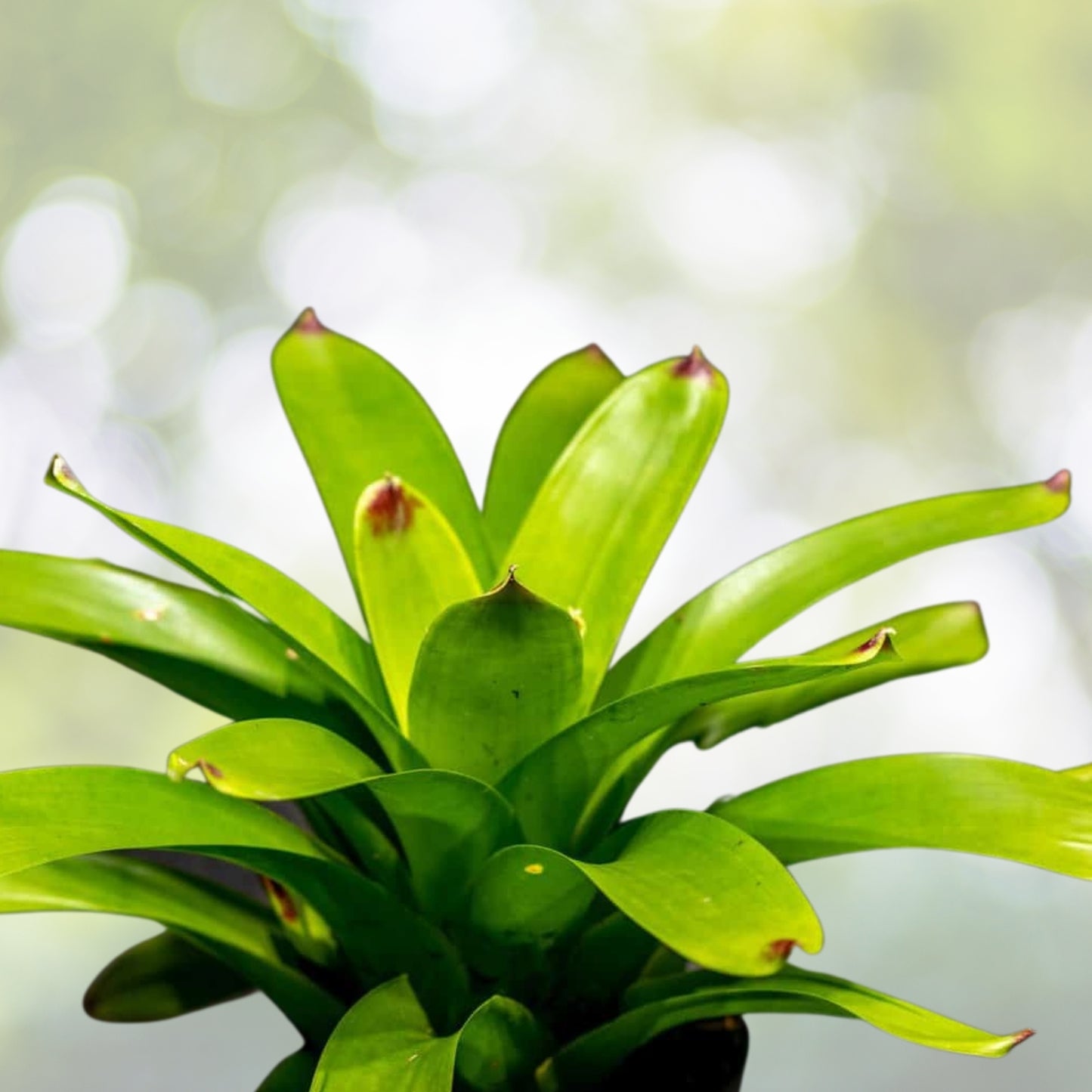 Vriesea Bon Fire Plant - 6" Tropical Bromeliad - Colorful Foliage - Vriesea spp. - Healthy & Disease-Free