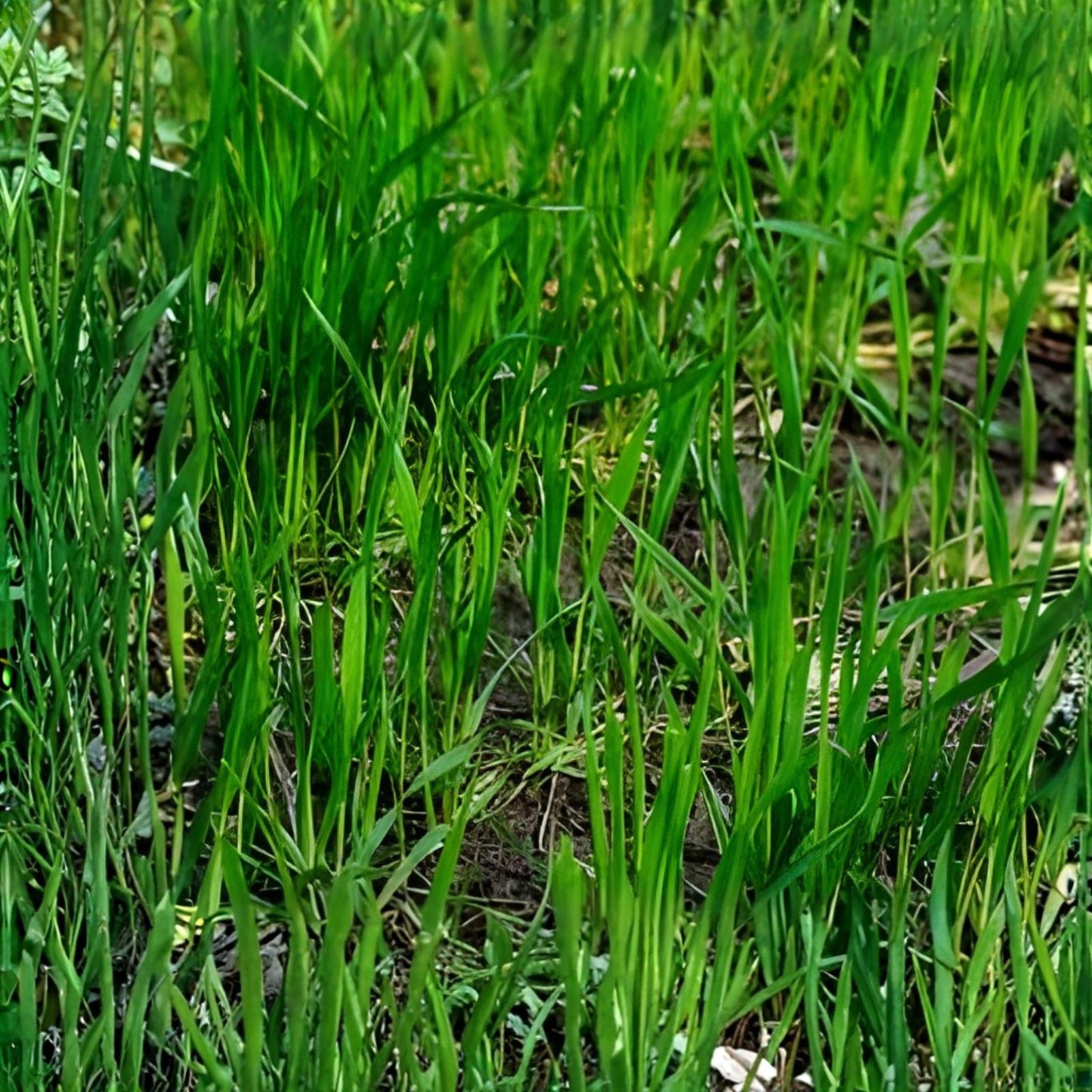 25 LBS Winter Rye Seed for Cover Crops, Wildlife Food Plots, Deer Habitat, Secale cereale, Garden Cover Crop