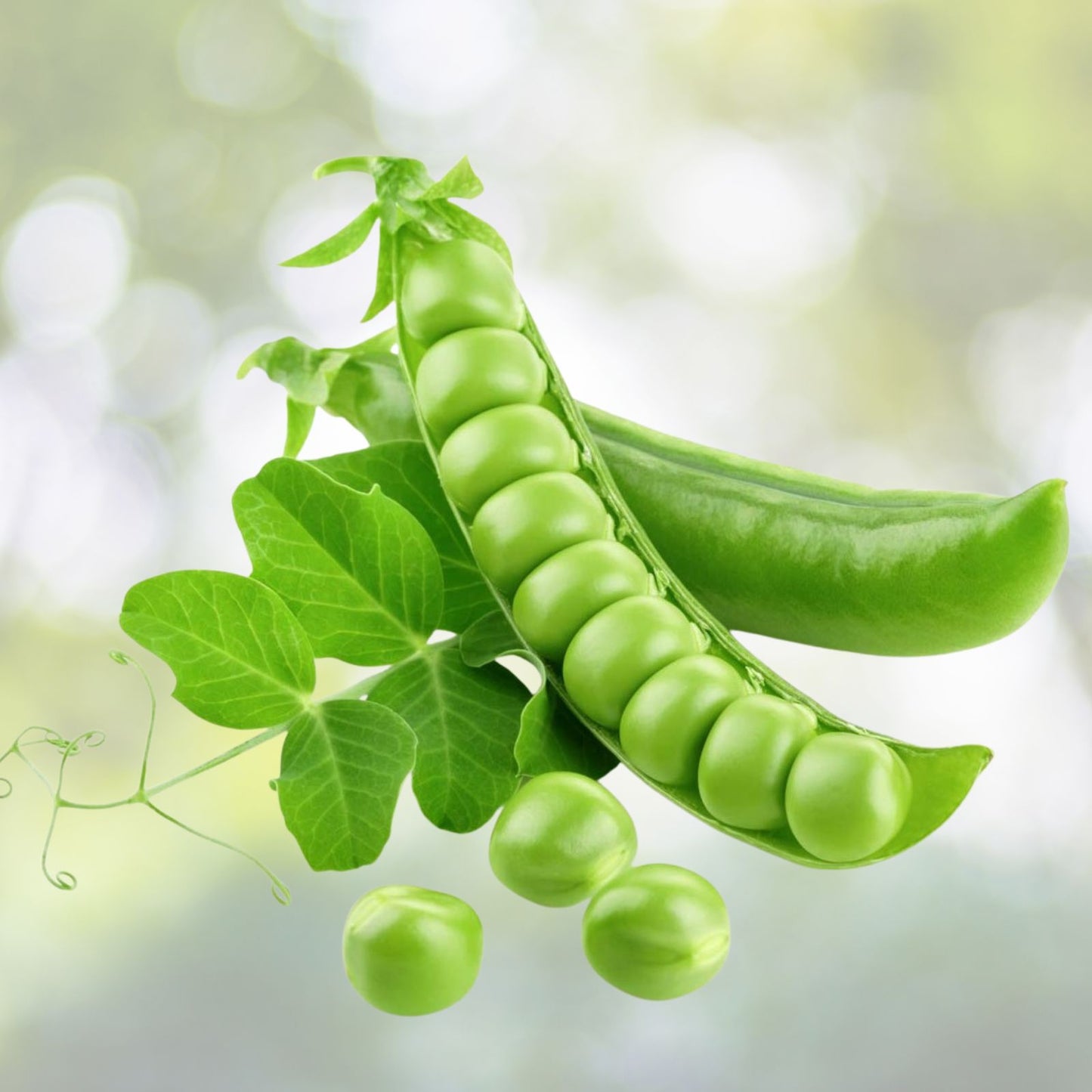 Sugar Daddy Snap Peas Seeds, Heirloom Variety, 500+ Seeds for Salads and Snacks, Pisum sativum