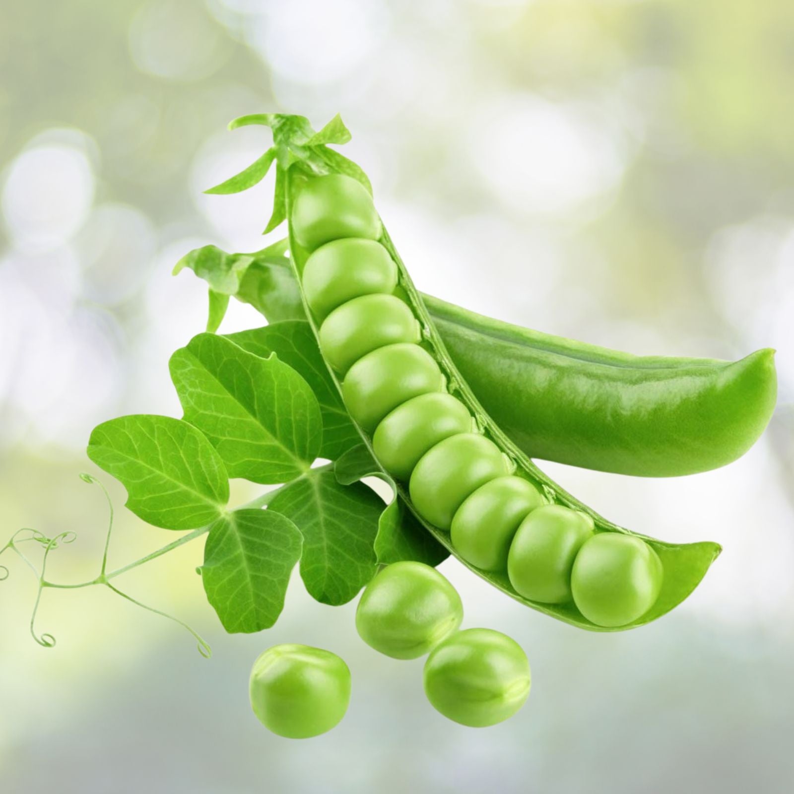Sugar Daddy Snap Peas Seeds, Heirloom Variety, 500+ Seeds for Salads and Snacks, Pisum sativum