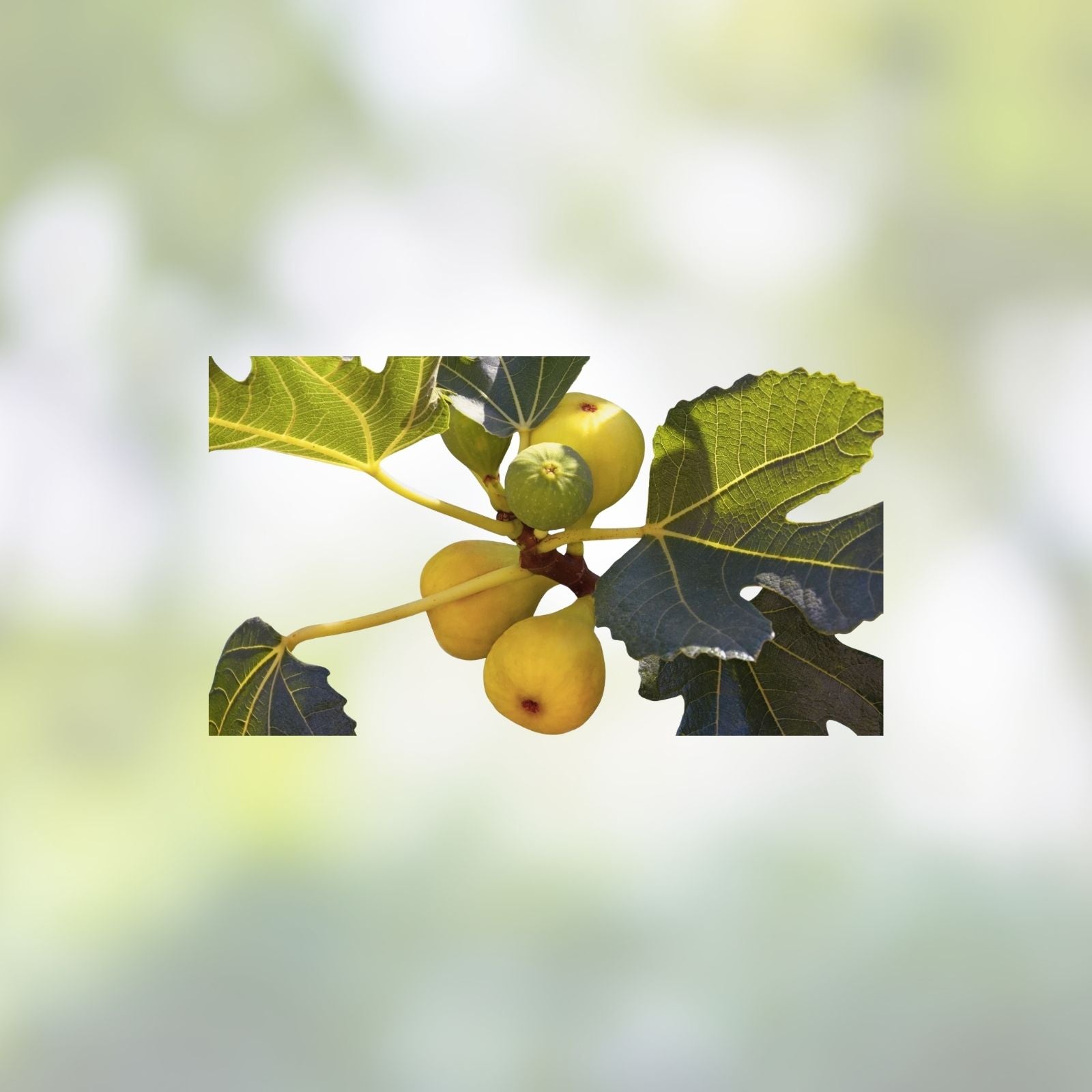 Fig Tree Plant - Yellow Long Neck Variety - Ficus carica - Edible Fruit Tree for Home Gardens