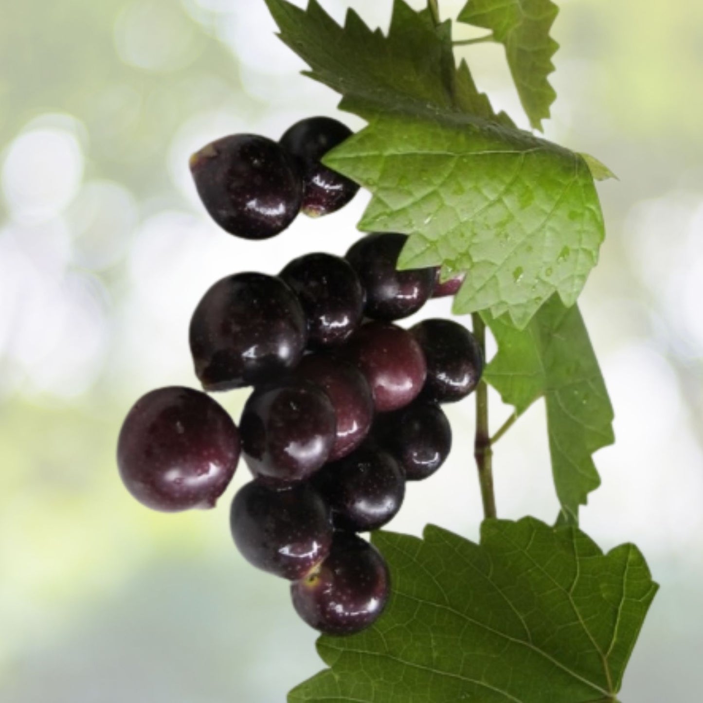 Muscadine Grape Vine Starter Plants 2-Pack, Vitis Rotundifolia, Edible Fruit, Bare Root, Hardy Zones 7-9, USA Grown