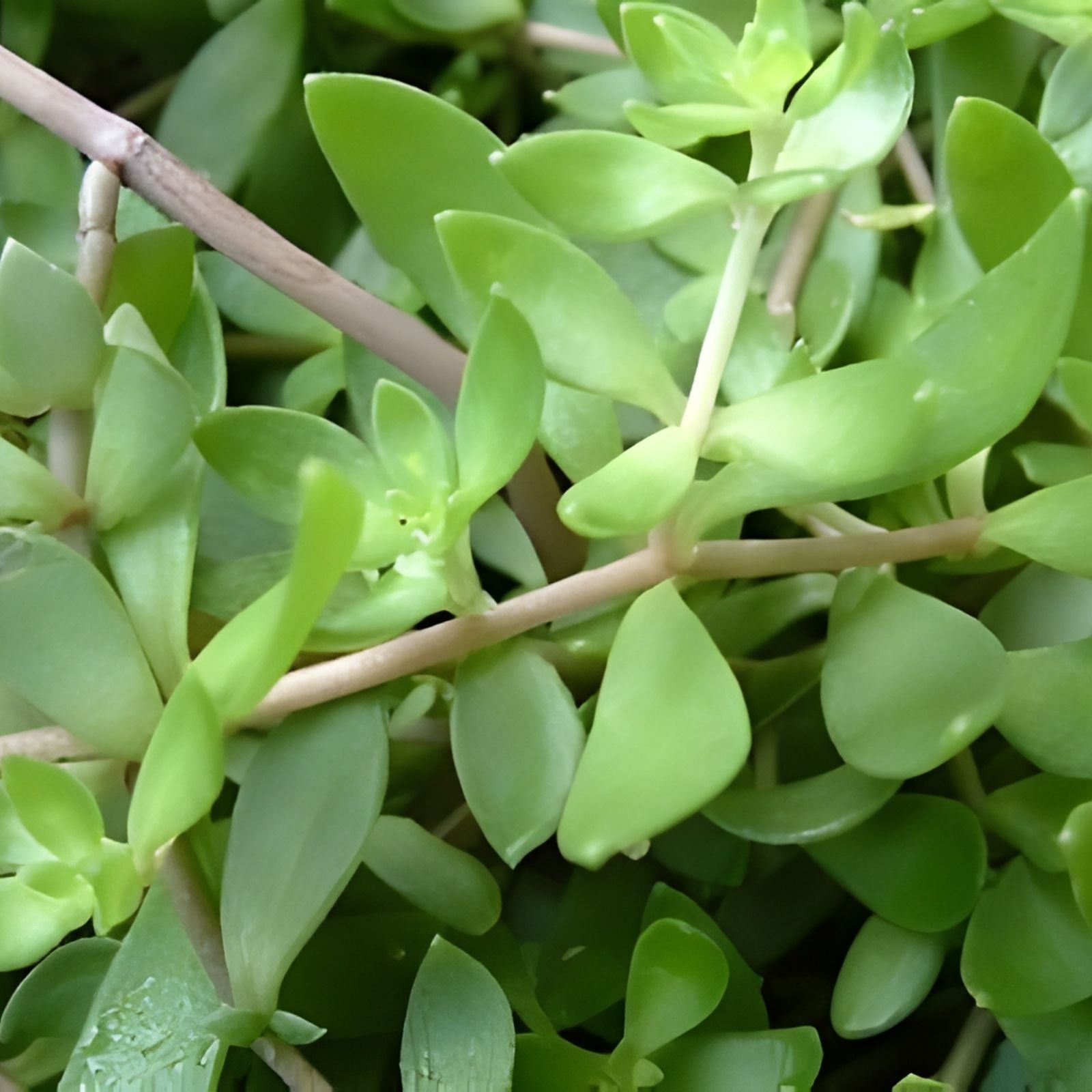 Sedum Sarmentosum Cuttings - 70 Fast Growing Creeping Perennial Live Plants for Ground Cover and Containers