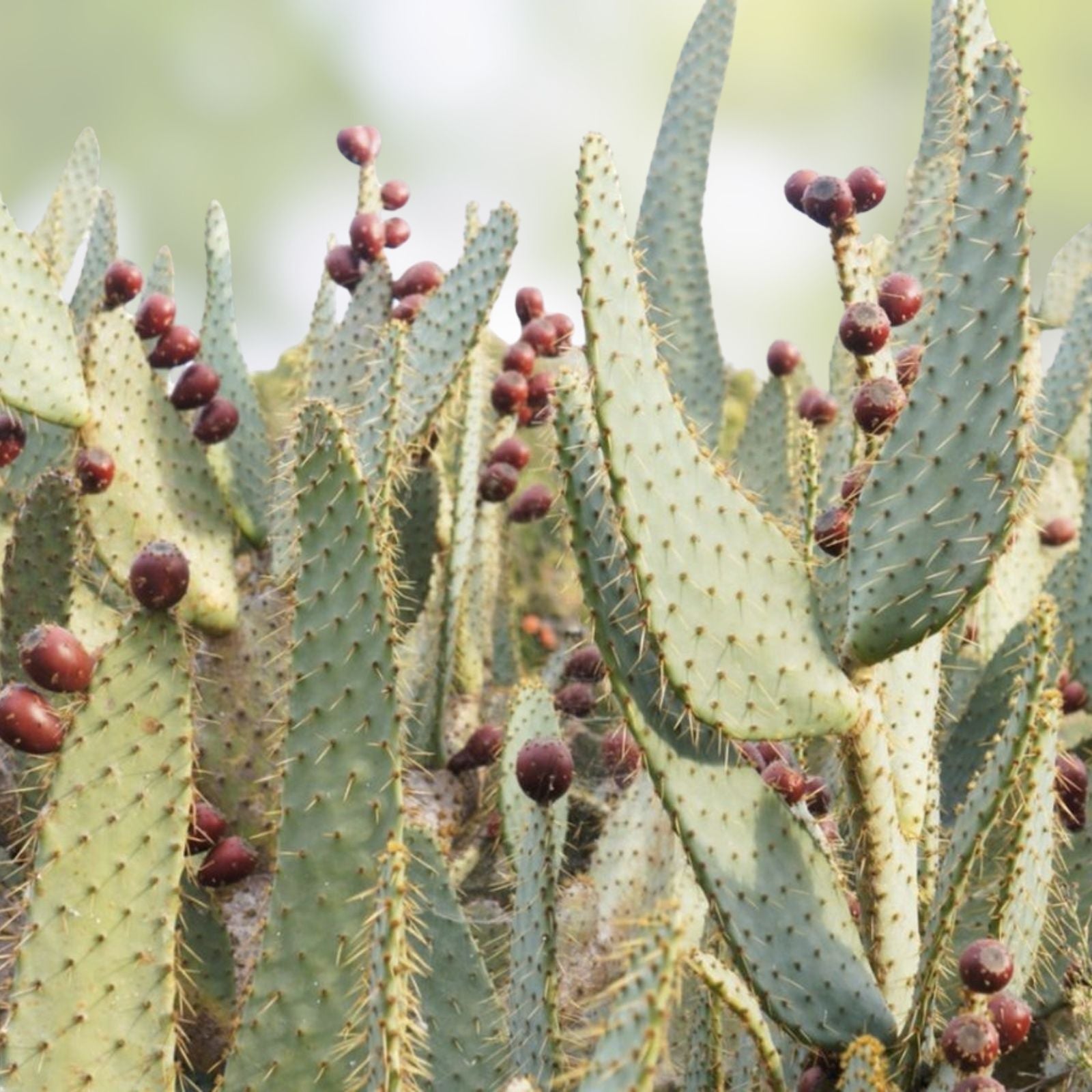 Cow's Tongue Cactus Pad Cutting - Opuntia liguiformis - Hardy Succulent for Indoor and Outdoor Gardening