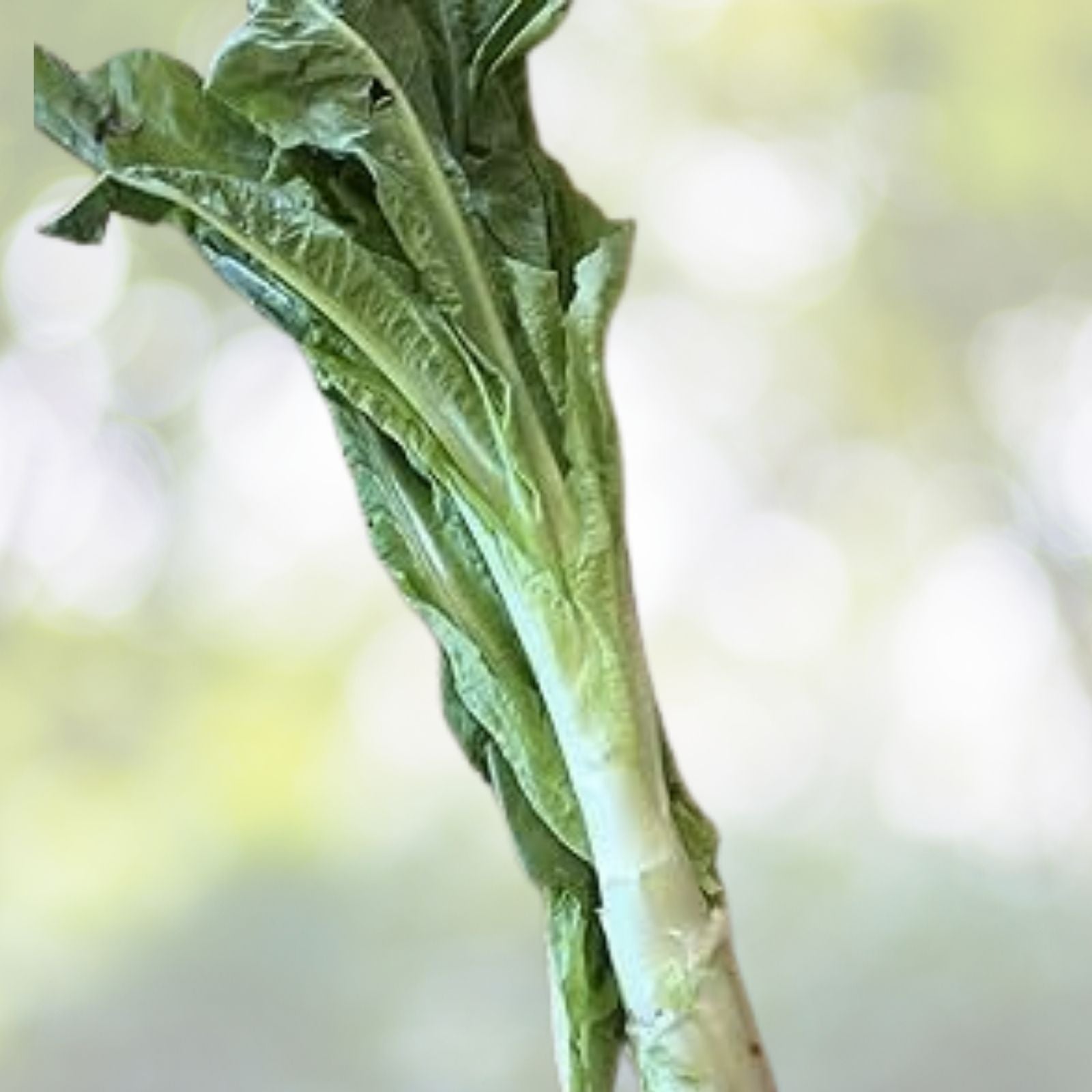 Chinese Lettuce Seeds - 50+ Seeds, Asparagus Celery Variety, Woju Wosum (Celttuce) - USA Grown
