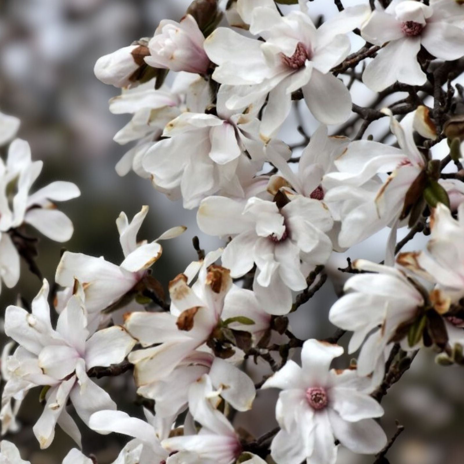 Merrill Magnolia Live Plant - Bare Root, White Flowers, Magnolia x loebneri 'Merrill'