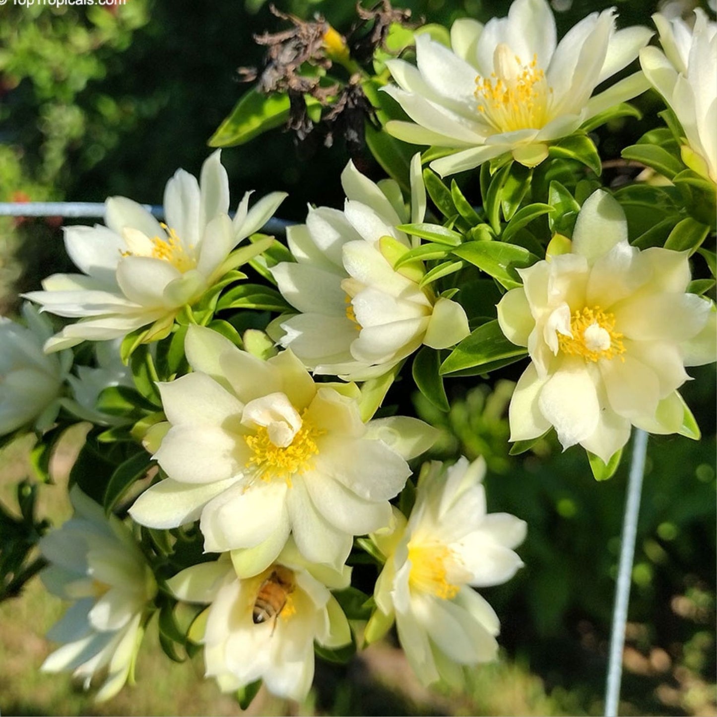 Barbados Gooseberry Rose Cactus Seeds – Pereskia aculeata – Exotic Cacti for Planting – 10 Seeds