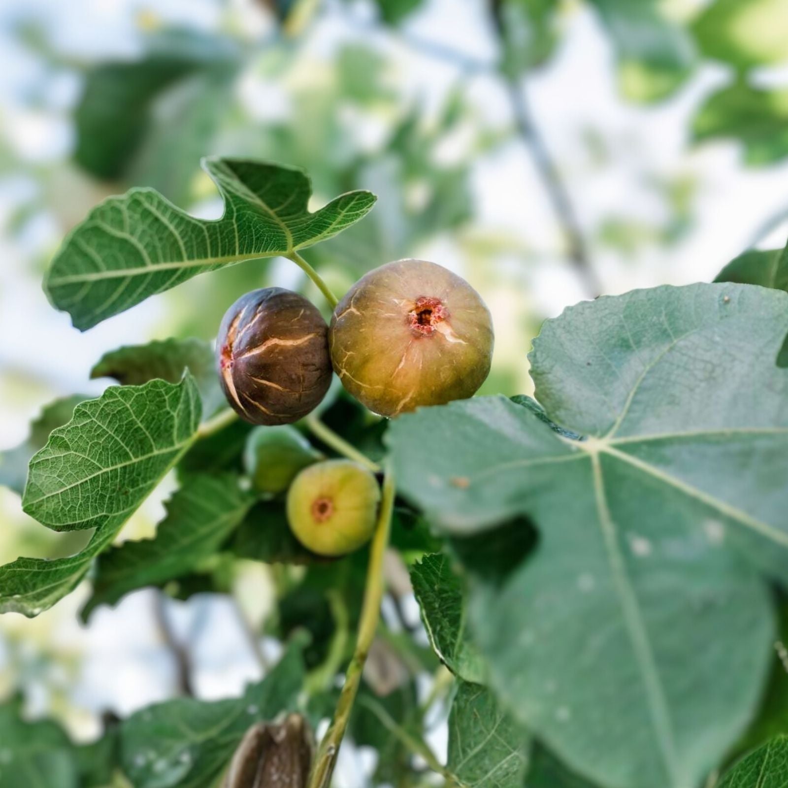 Fig Tree Plant – 1-2 Years Old – Ficus Carica – Indoor/Outdoor Fruit Tree – Edible Figs, Hardy, Potted