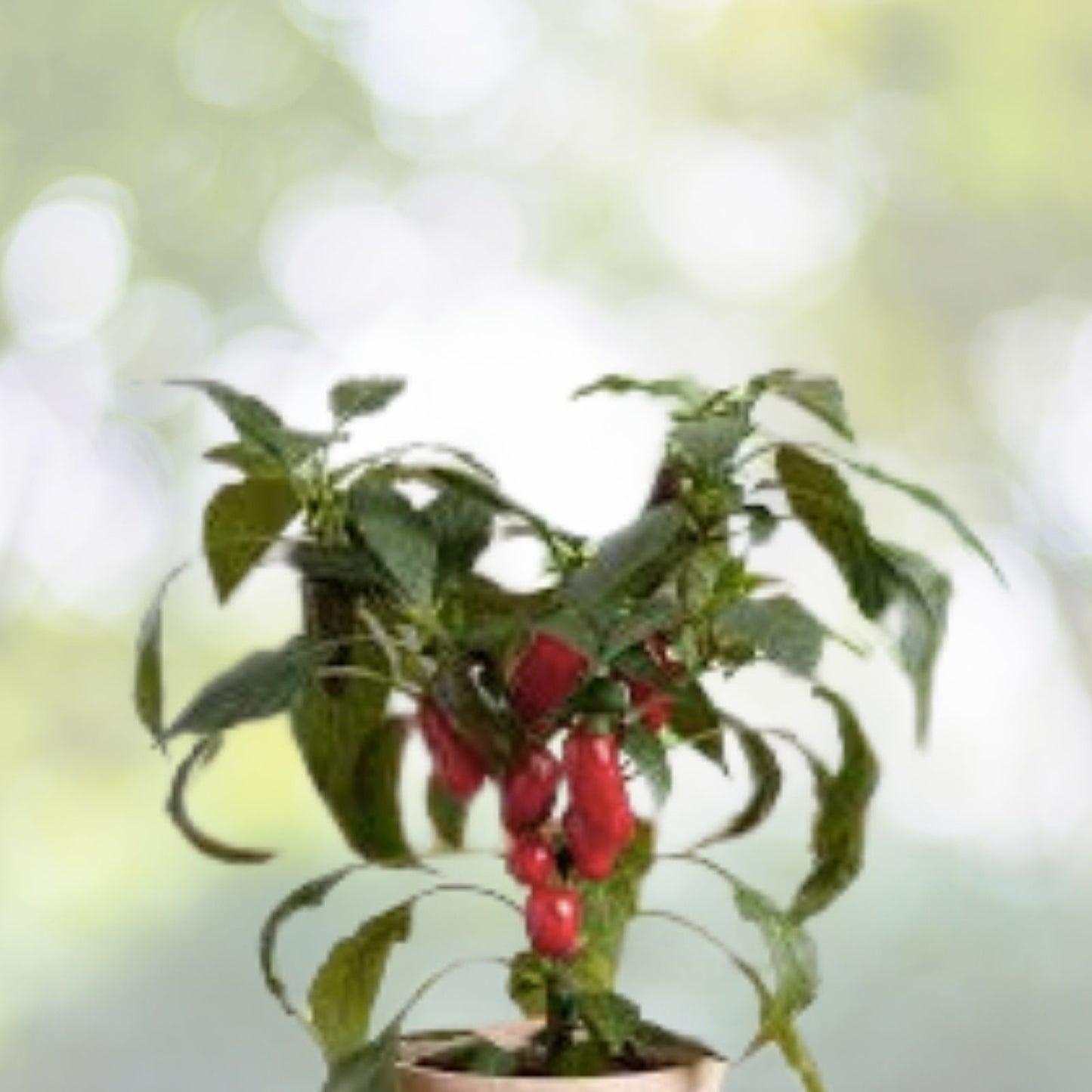 Jalapeno M Pepper Seeds | NON-GMO Heirloom Seeds | Fresh Garden Seeds | Capsicum annuum