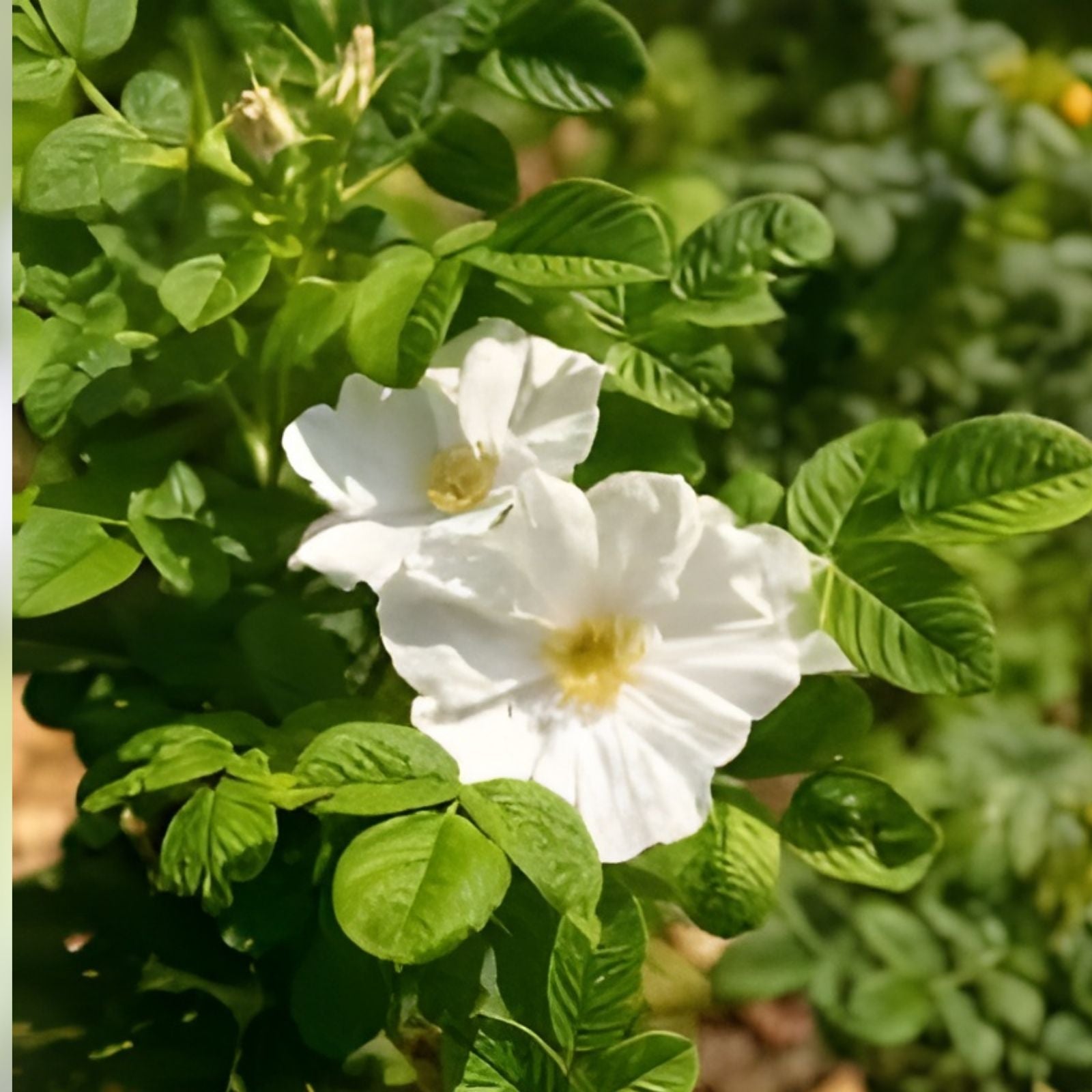 White Rose Bush Seeds - Rosa Rugosa Alba Flowering Shrub for Garden - 30+ Seeds - US Free Shipping